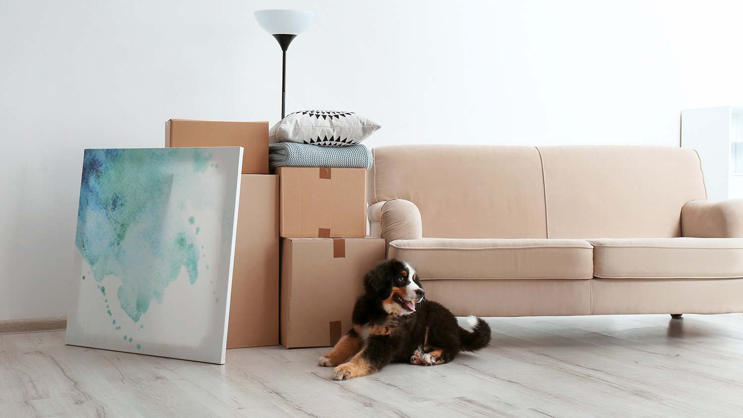 Cute puppy lays near moving boxes in living room