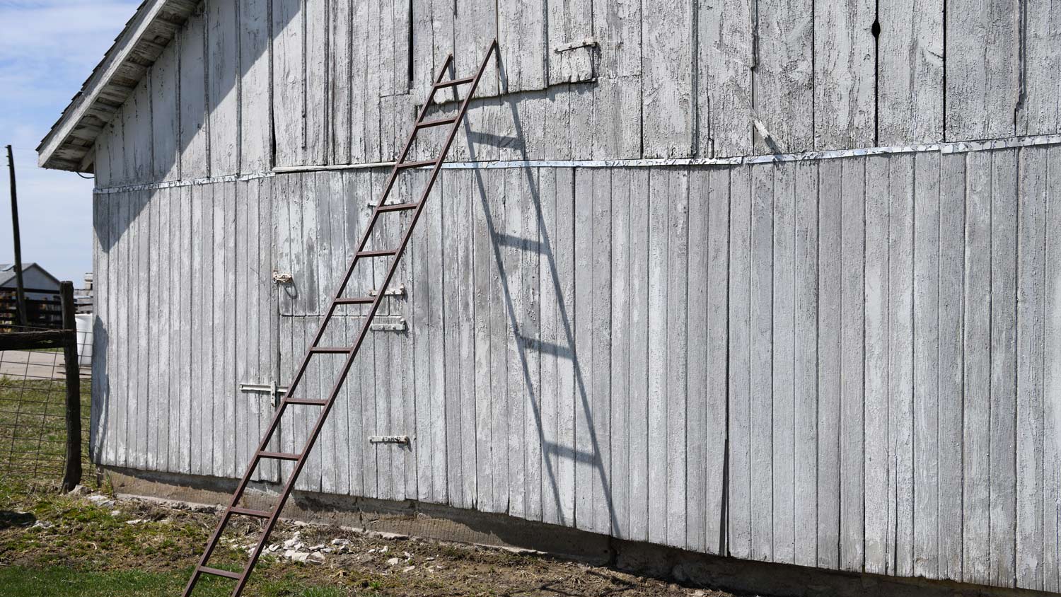 Gray Barn and laddering in the sun