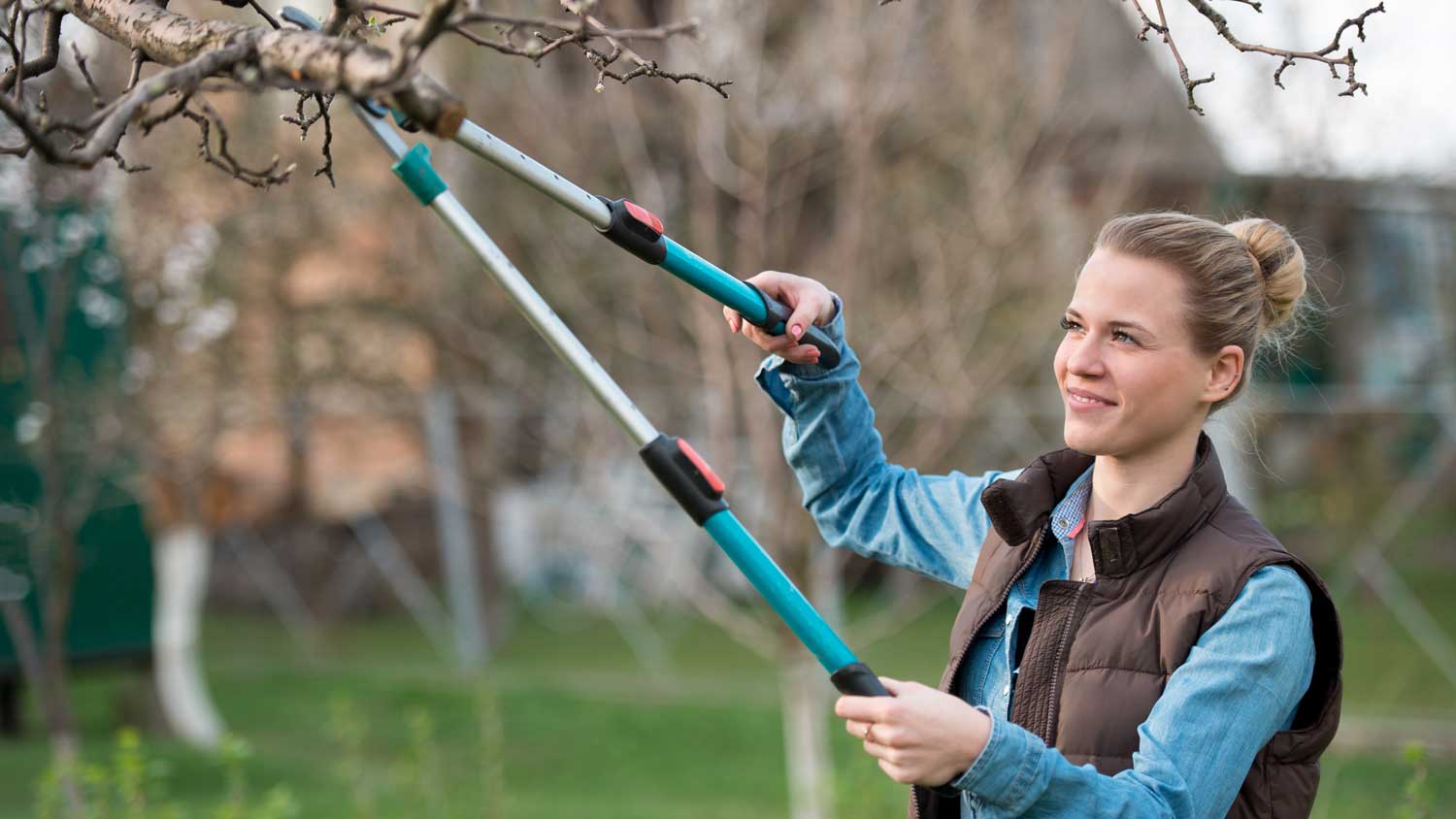 A woman trimming a tree with shears