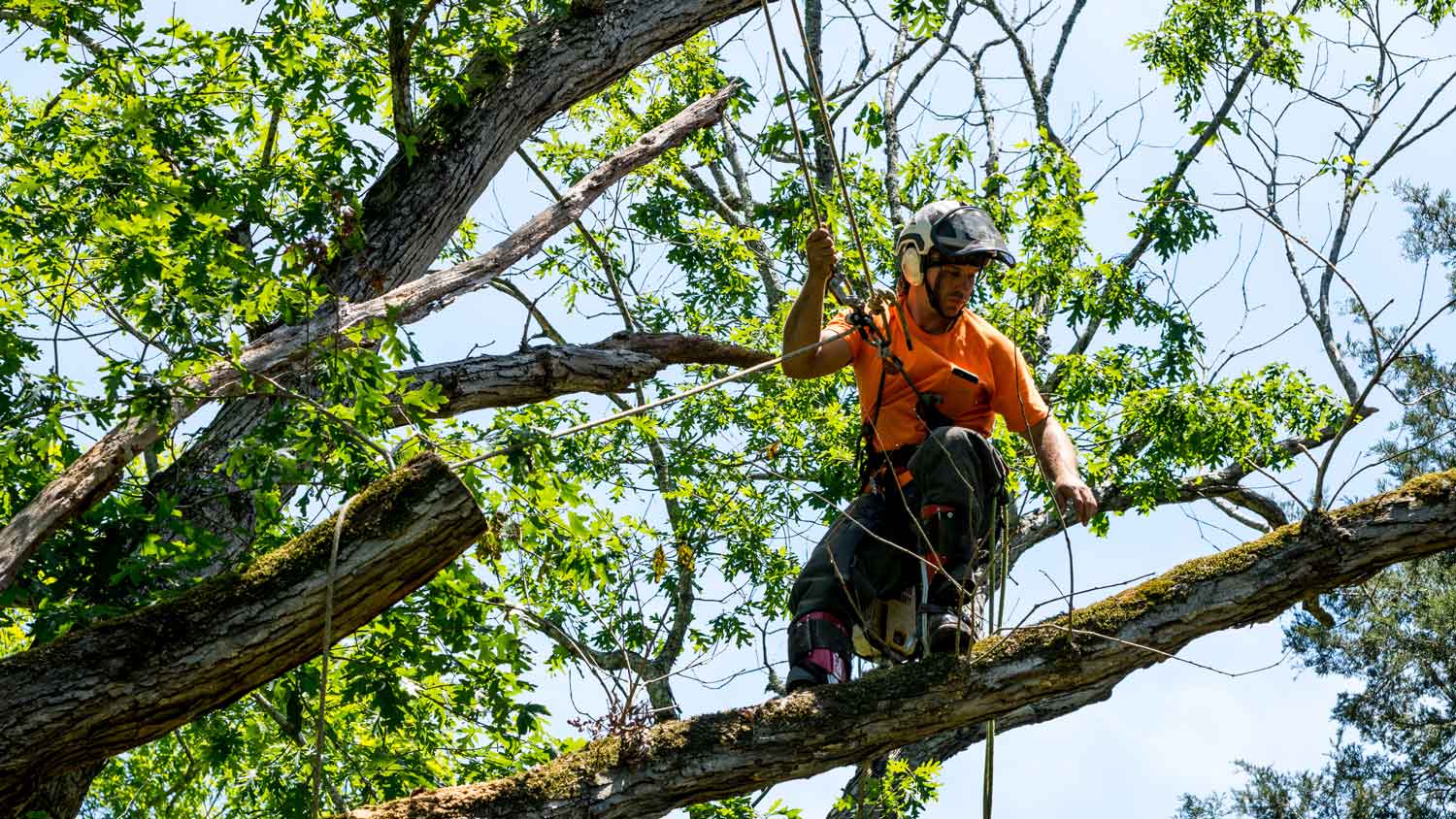 A professional cutting a branch off a tree