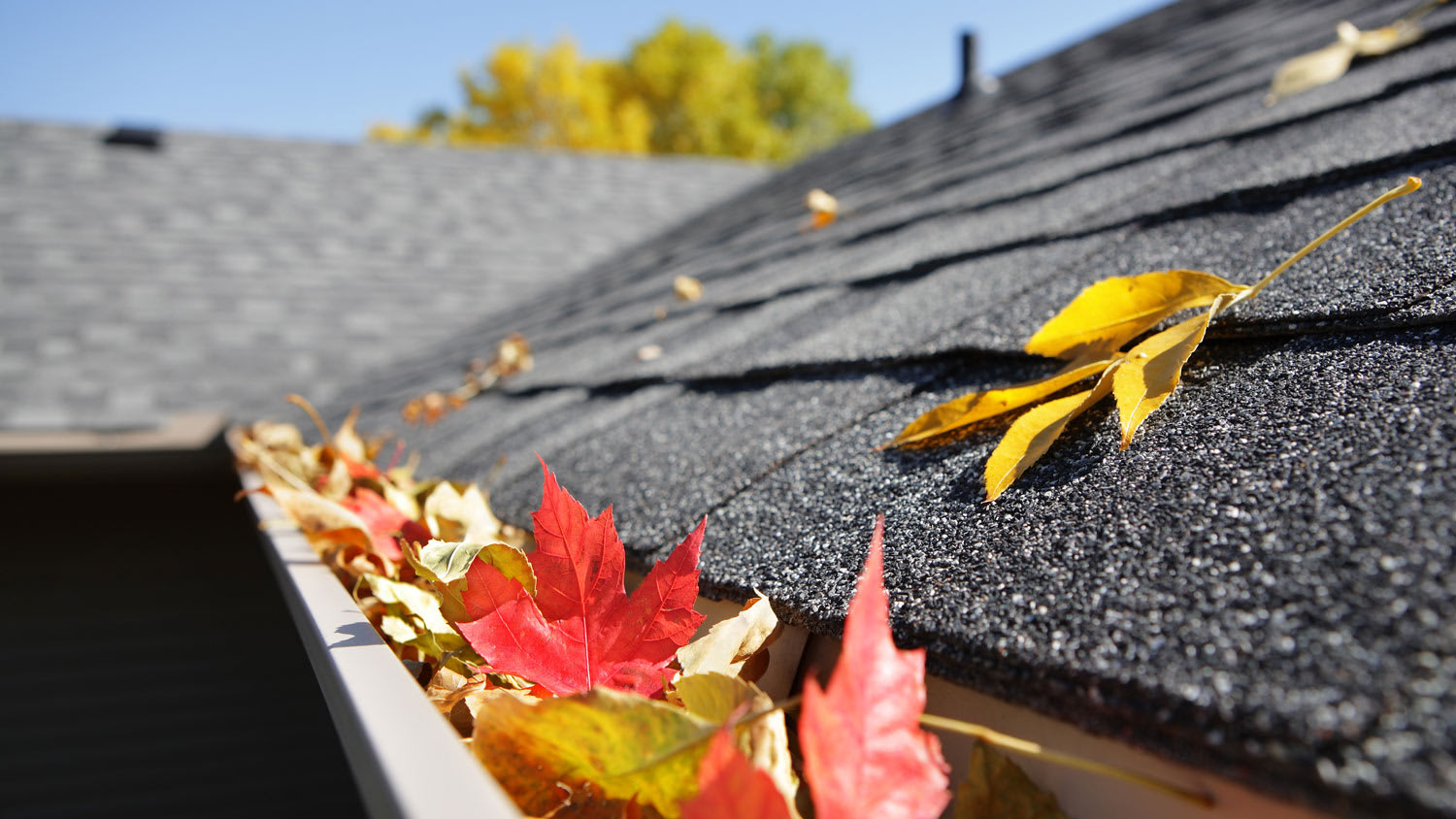 Rain gutter full of autumn leaves