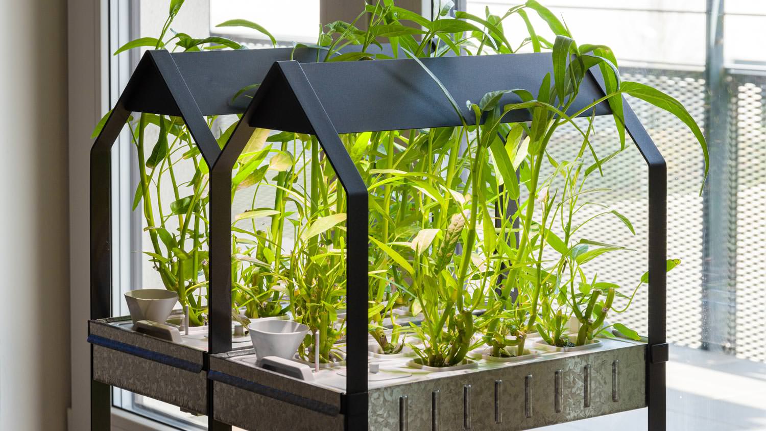 An indoor hydroponic system in a kitchen