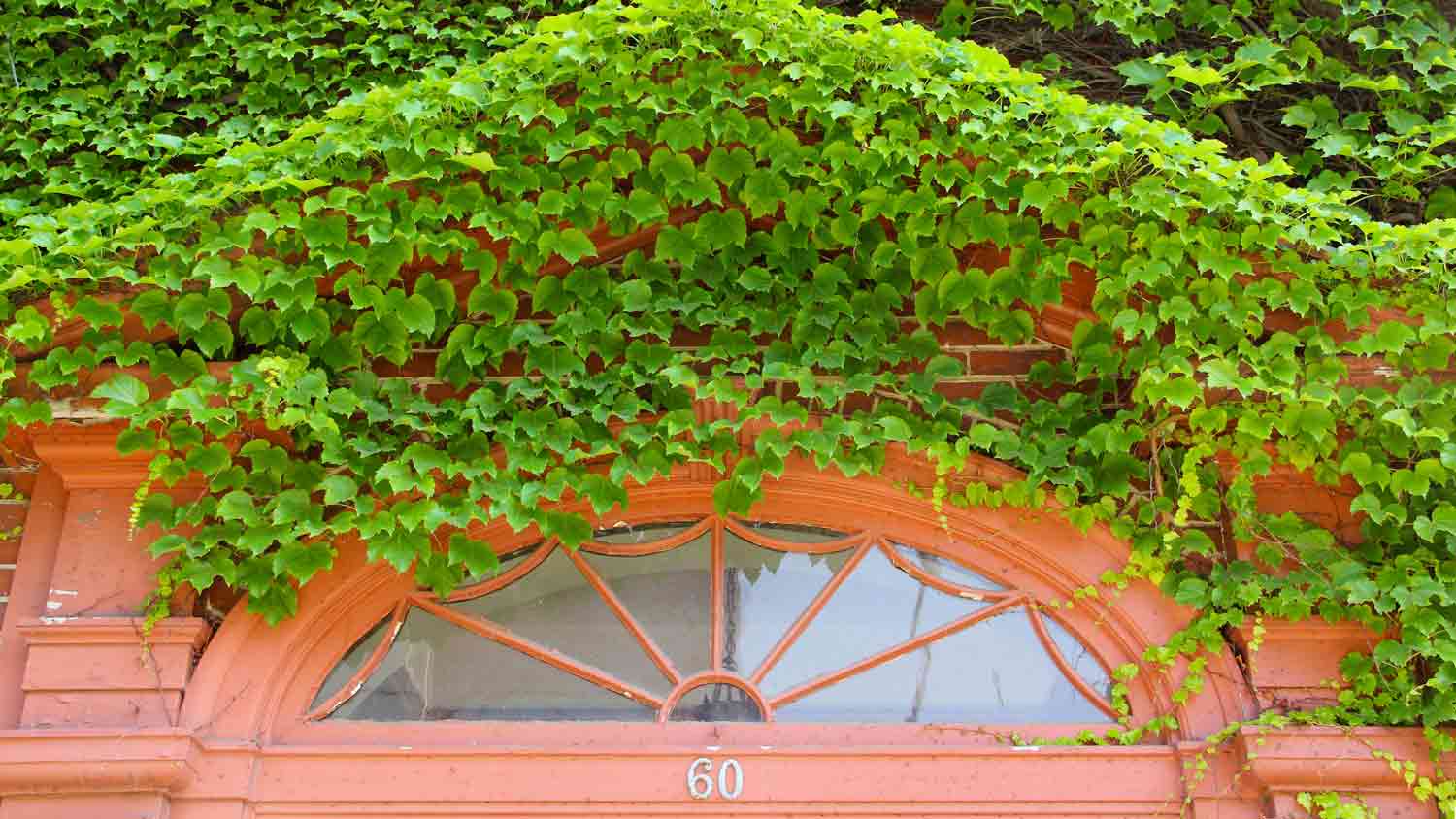 lunette window above door surrounded by ivy