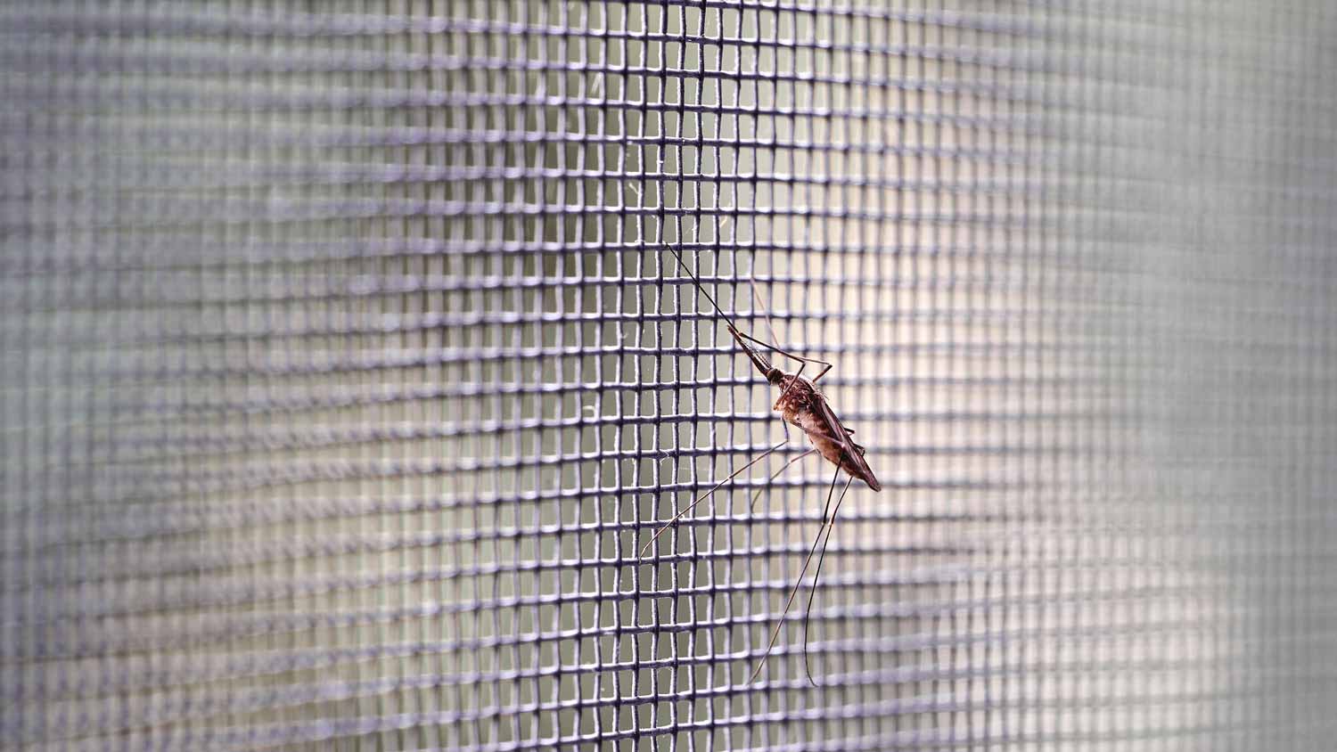 Close-up of a mosquito against a polyester window screen