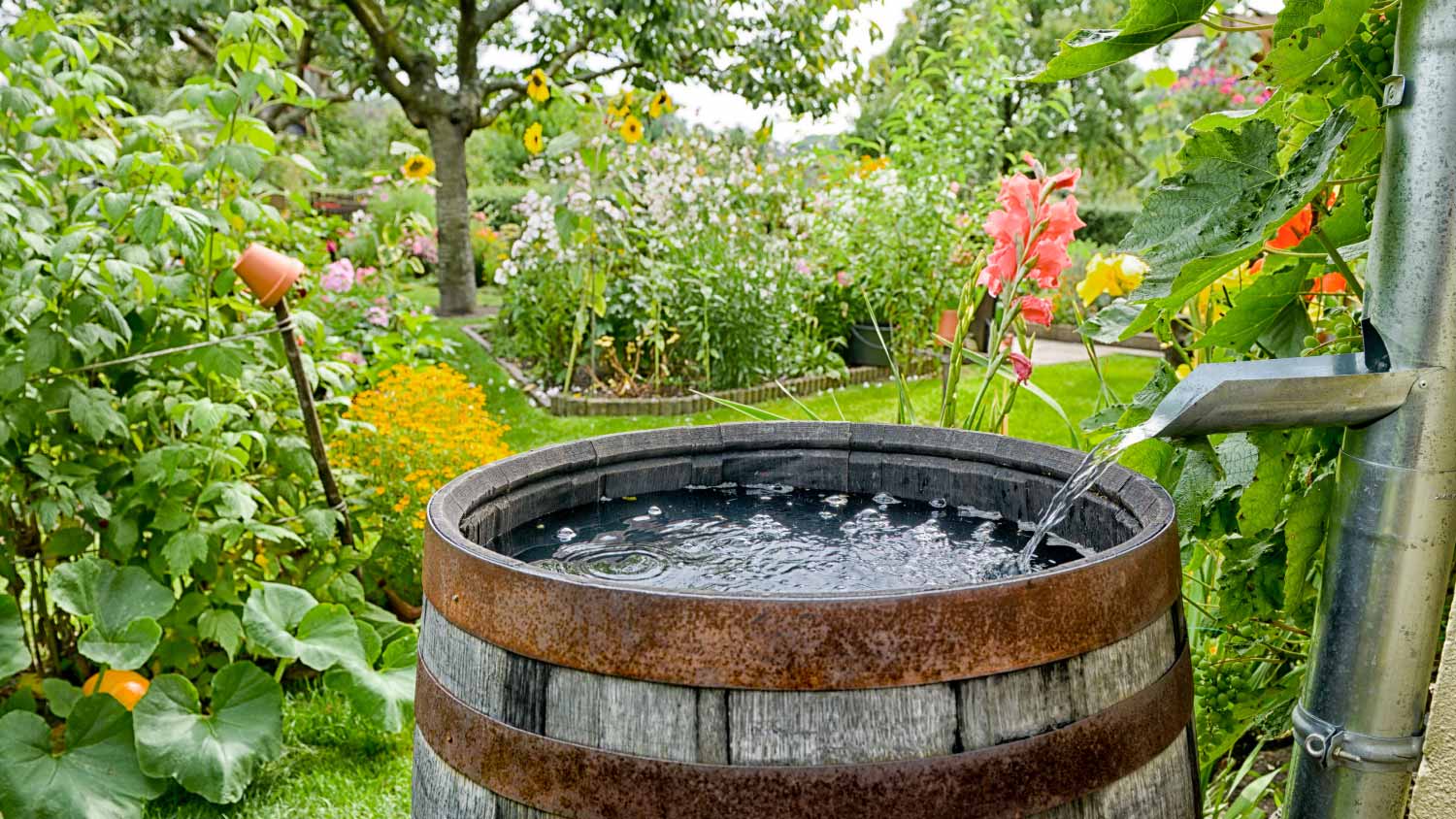 A wooden rain barrel