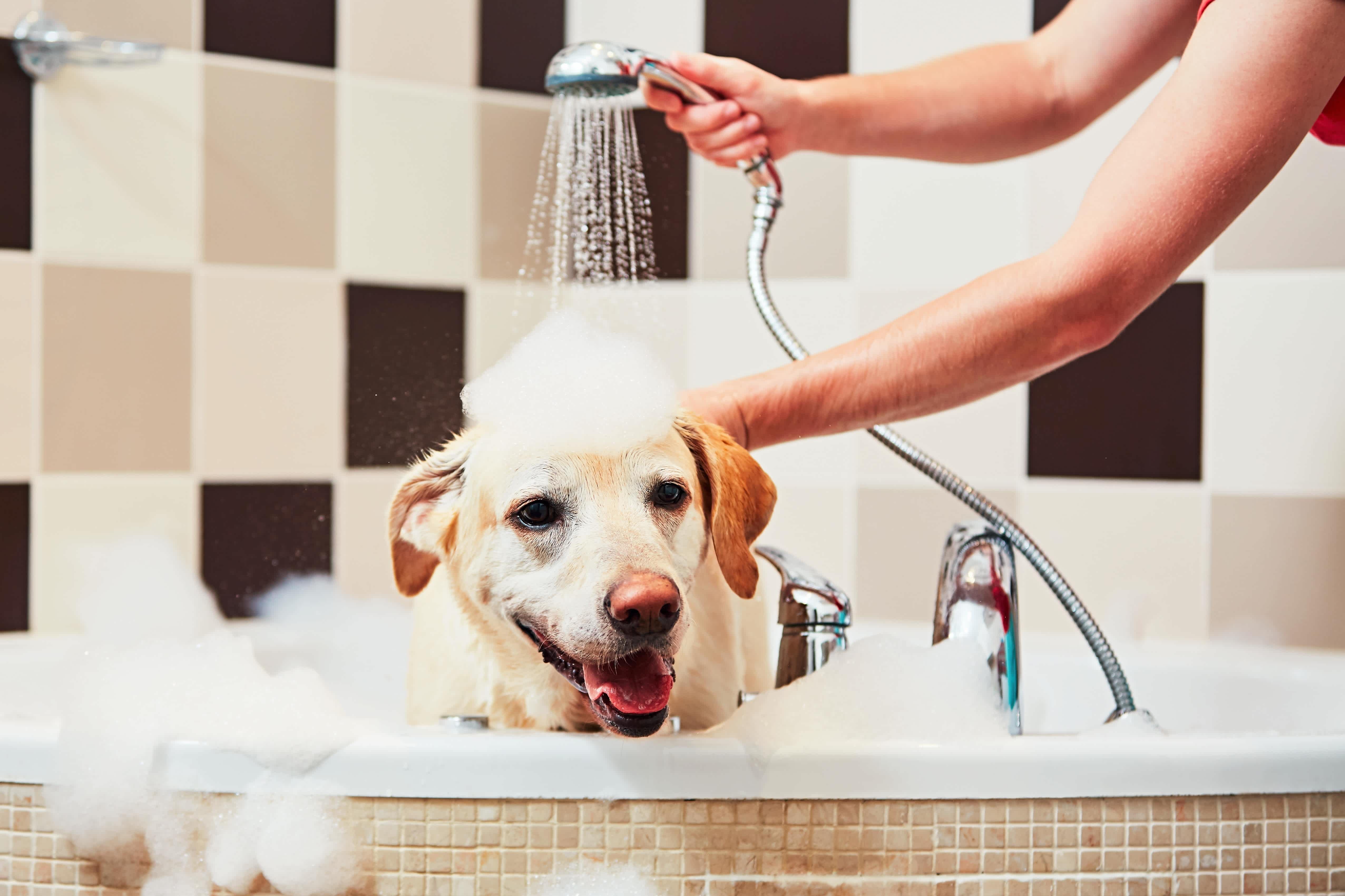 A Yellow Lab dog sitting in a bathtub
