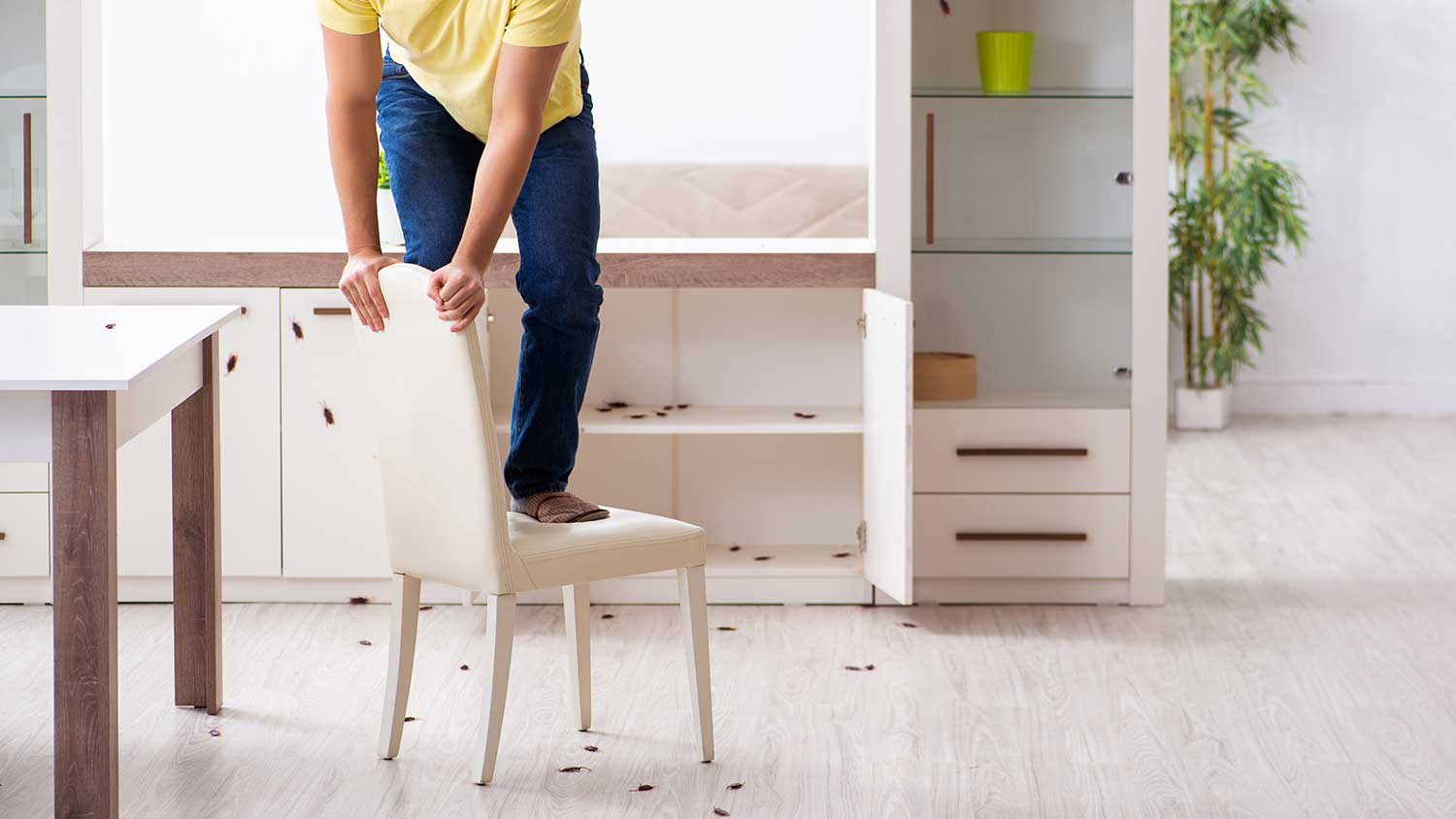 Young man standing on a chair away from cockroaches