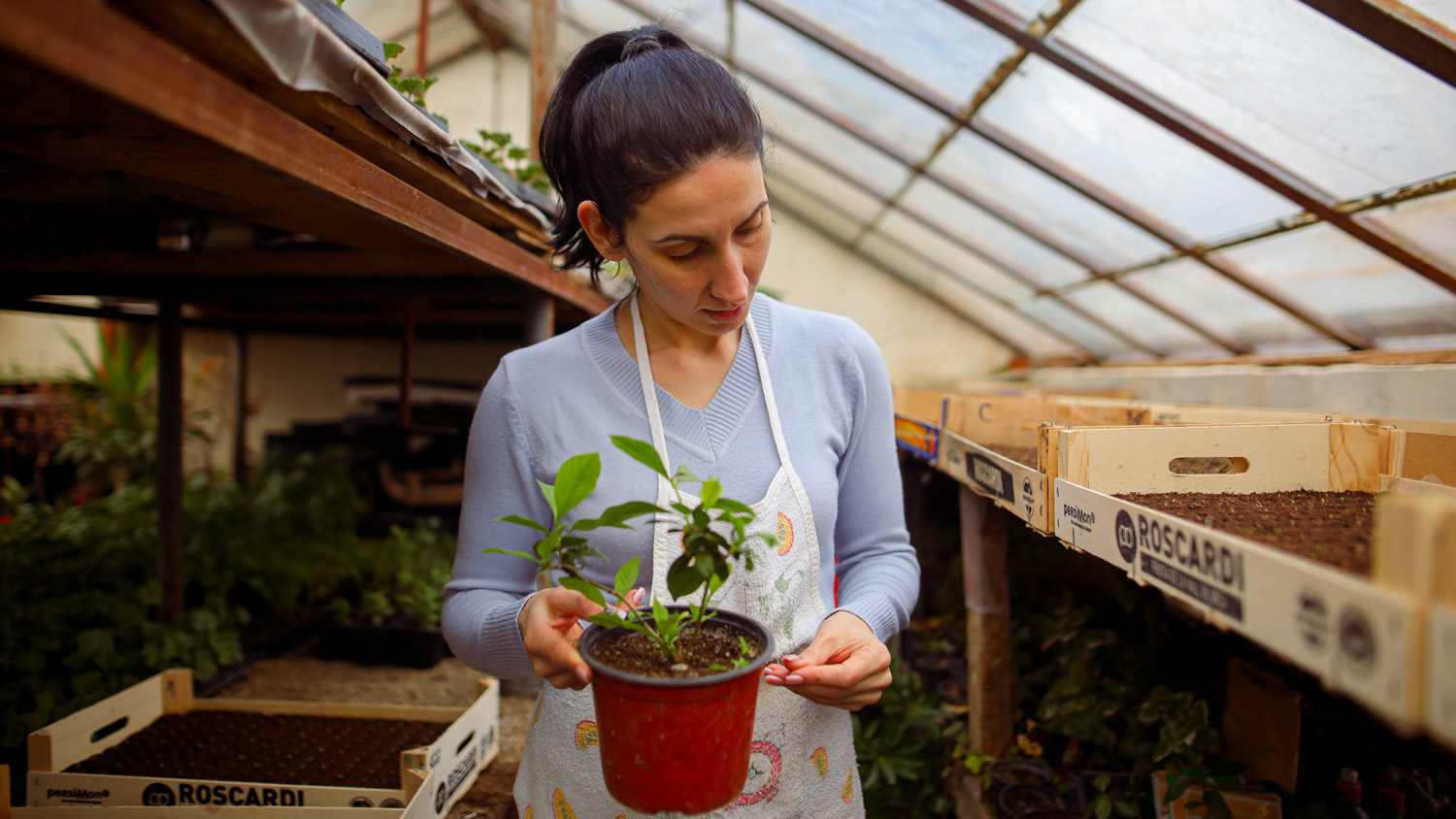 Female small business owner holding the potted plant at her plant nursery