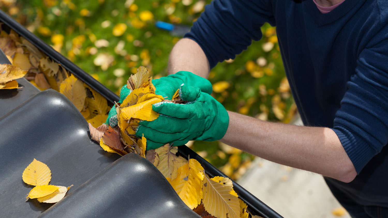 A man wearing protective gloves cleaning the gutter from autumn leaves