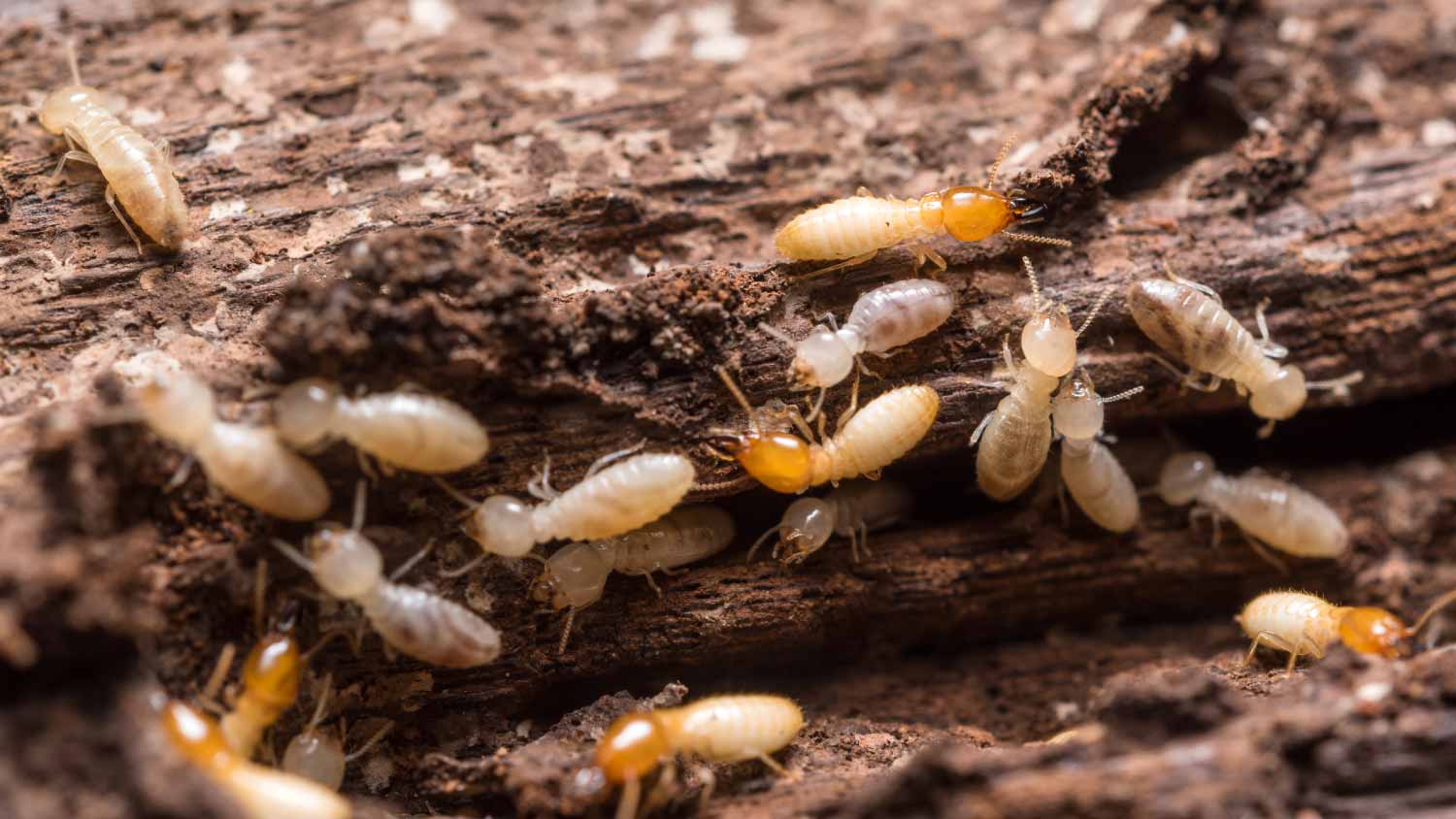Close up termites