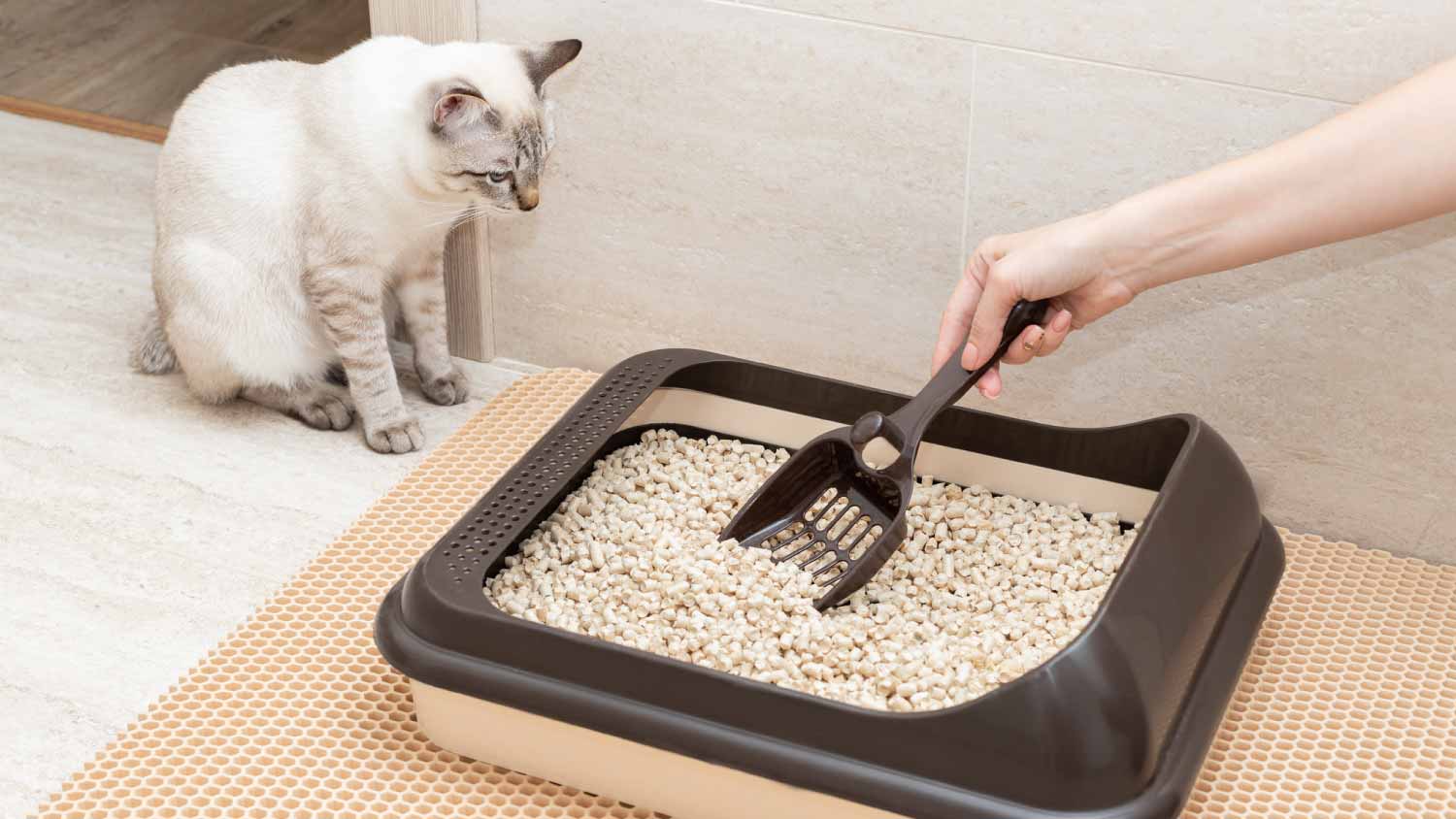 Woman cleaning cat litter box
