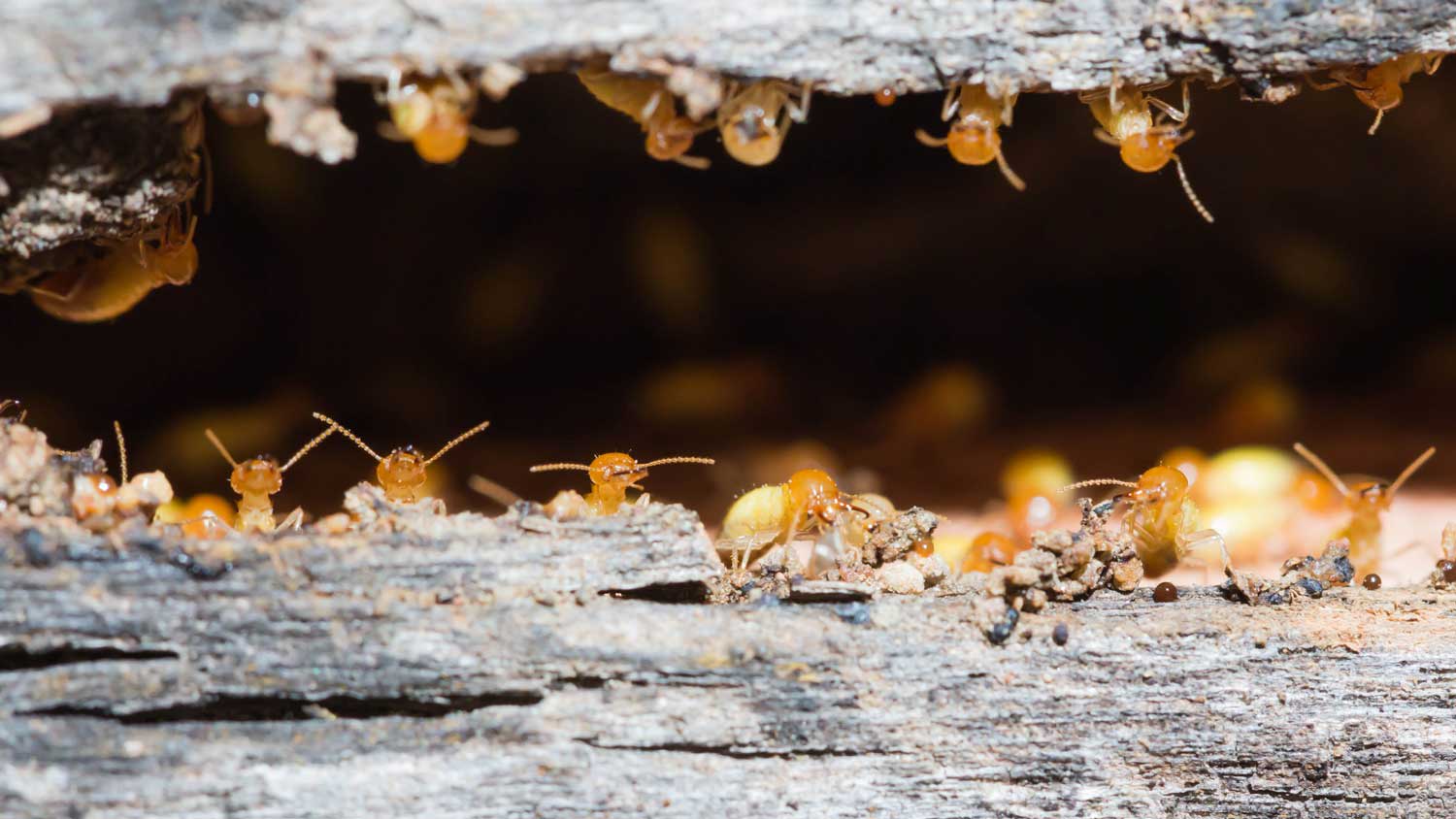 Termites nesting in a timber