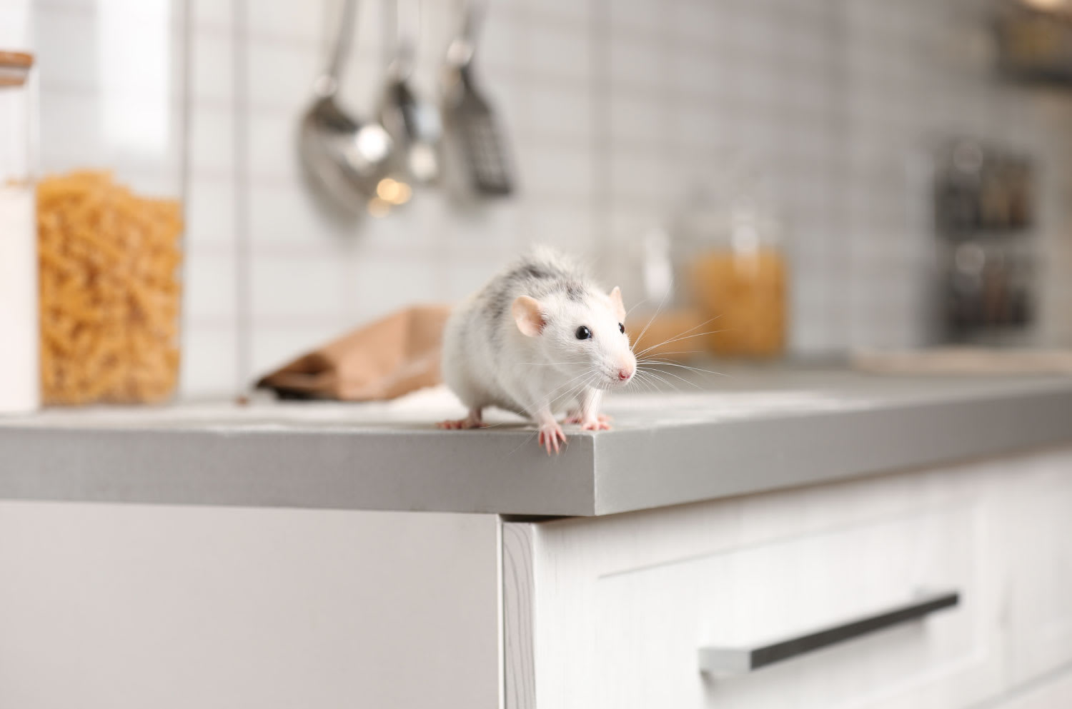Rat on kitchen counter