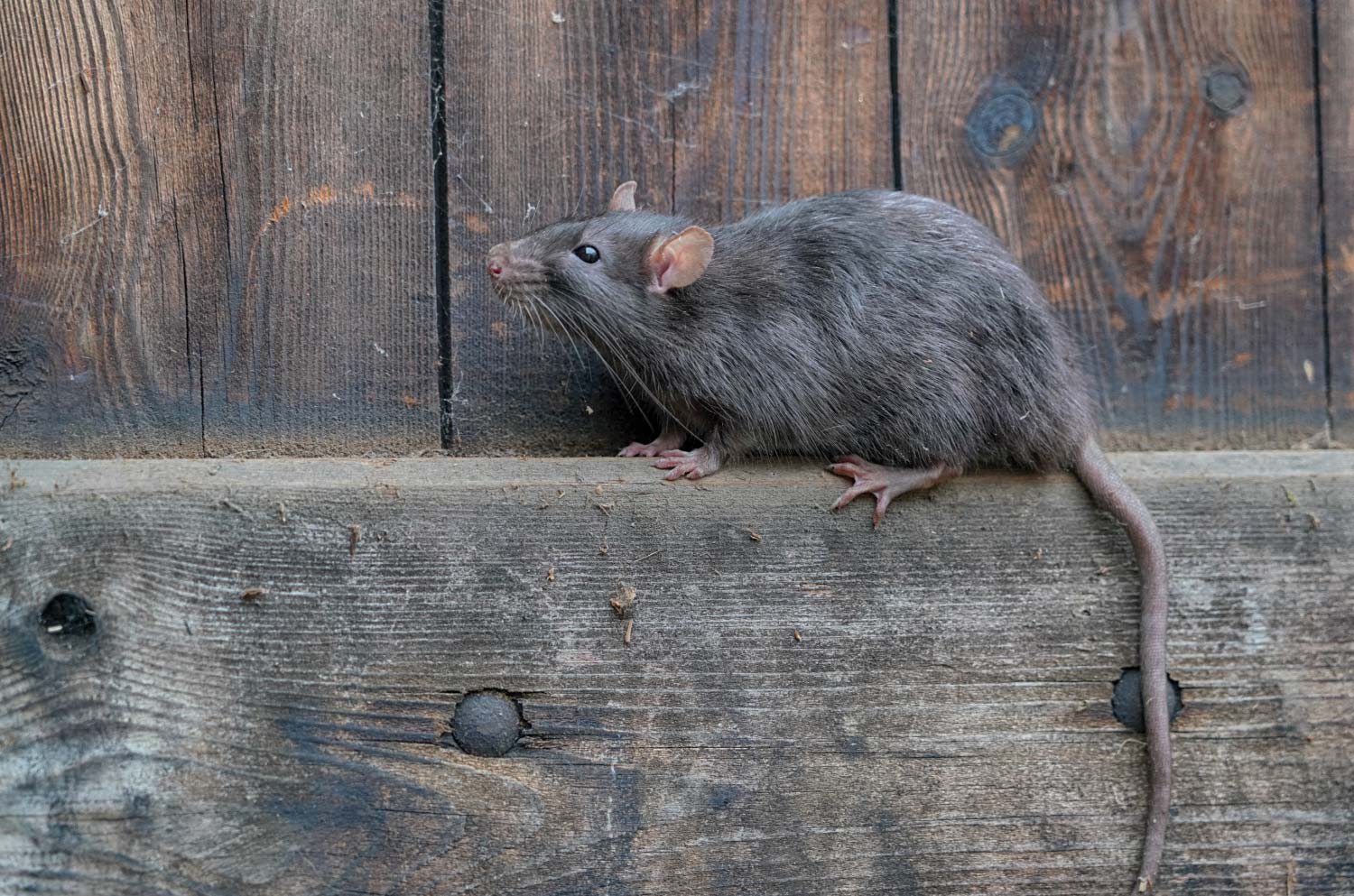 A close up of a rat