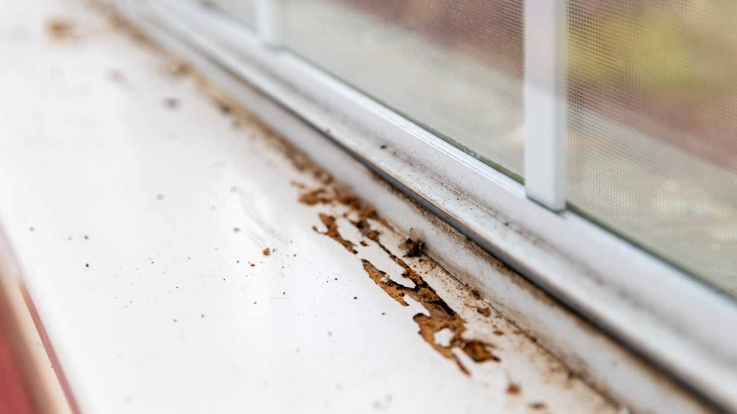 Window with termite damage