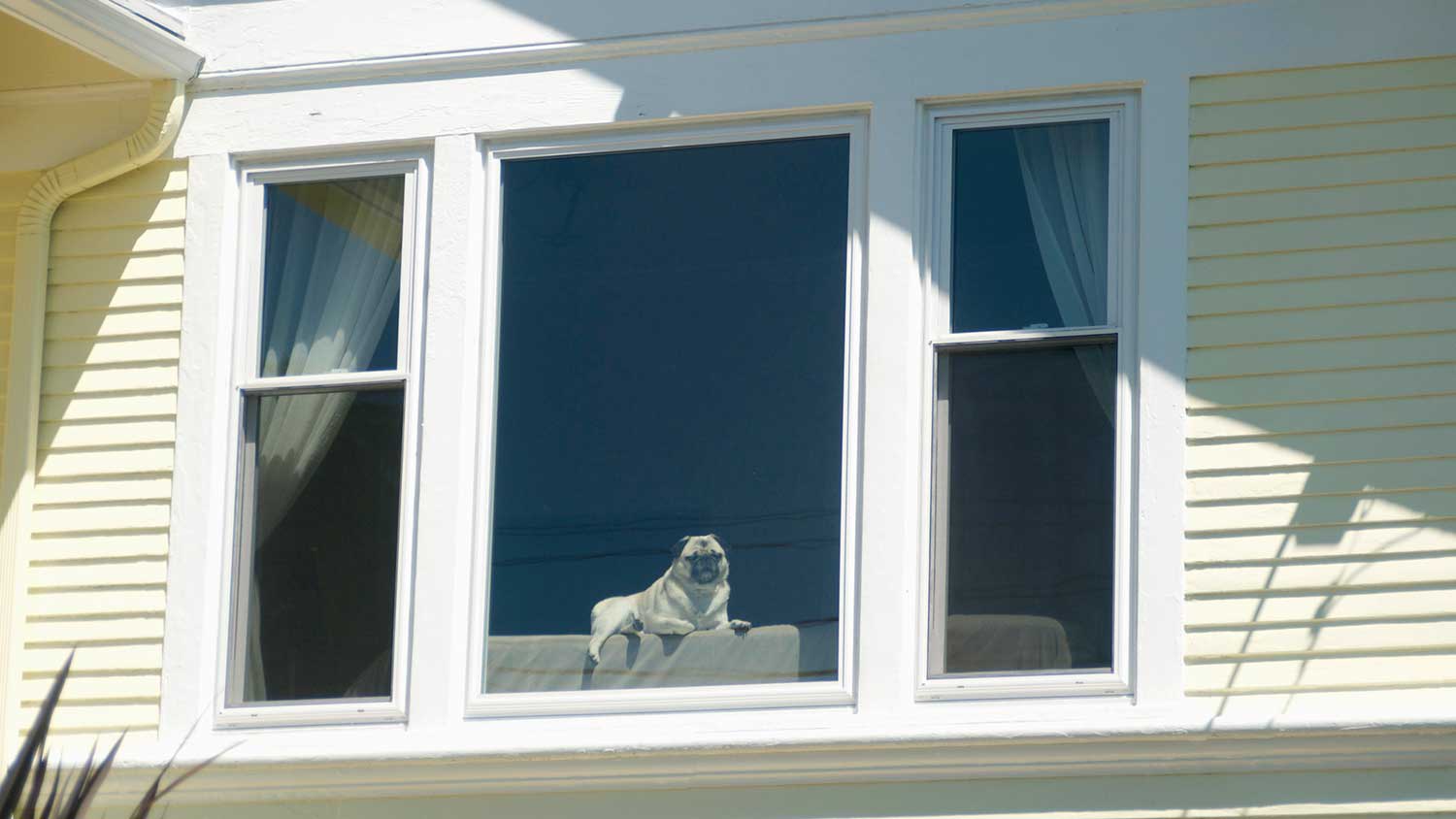 Exterior view of a dog looking out the window