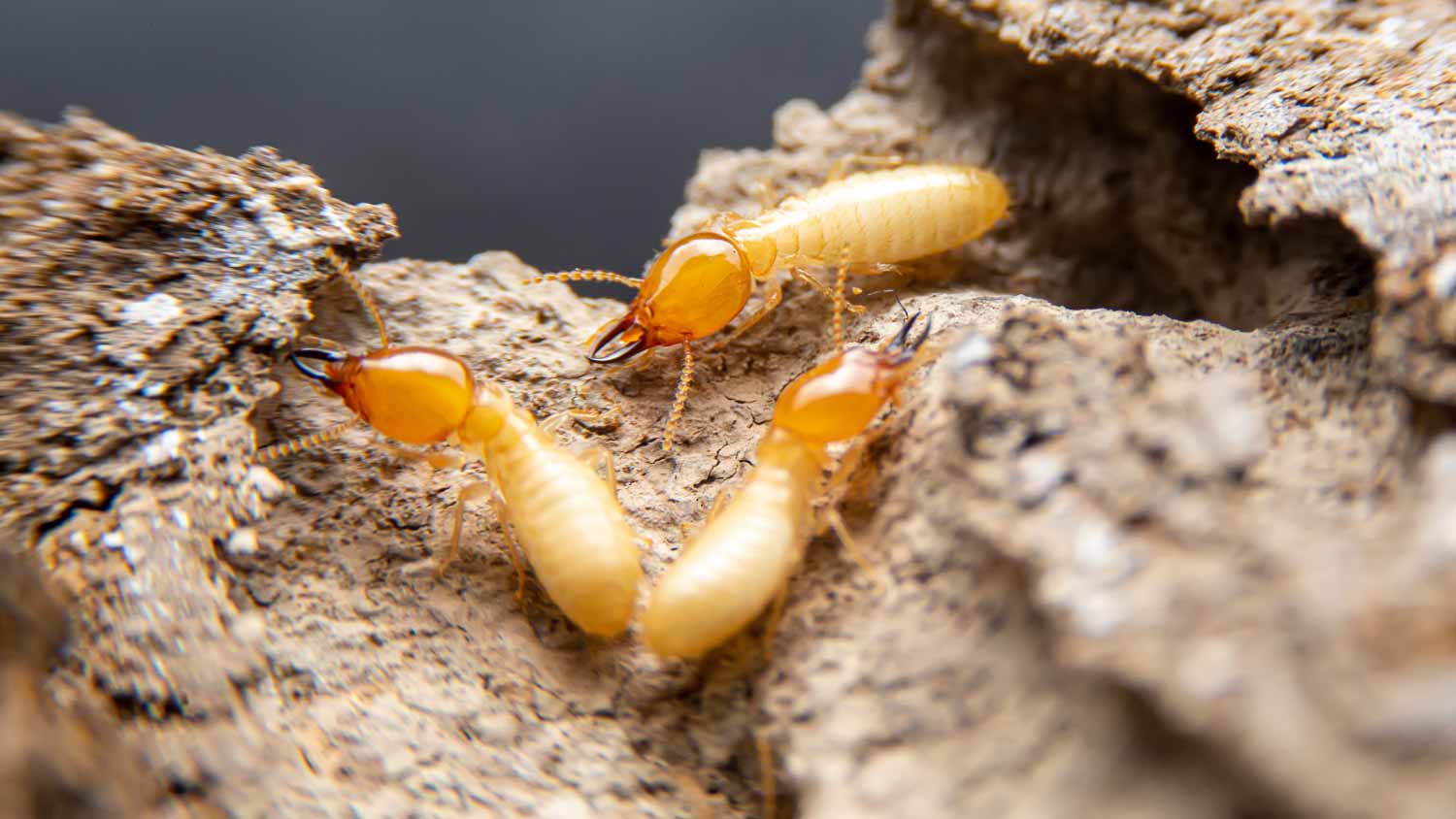 Termites searching for food