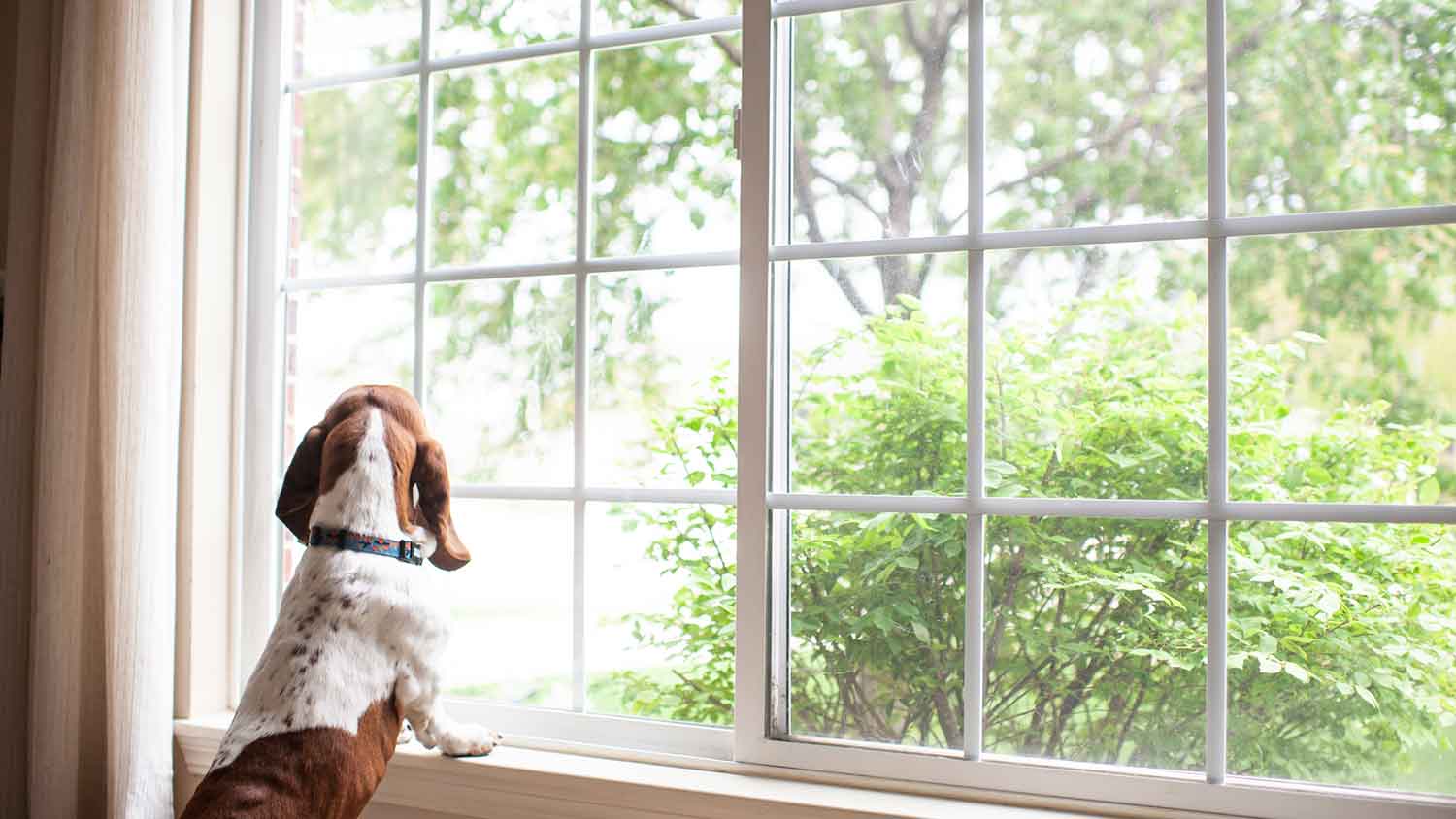 Basset hound at home looking out the window