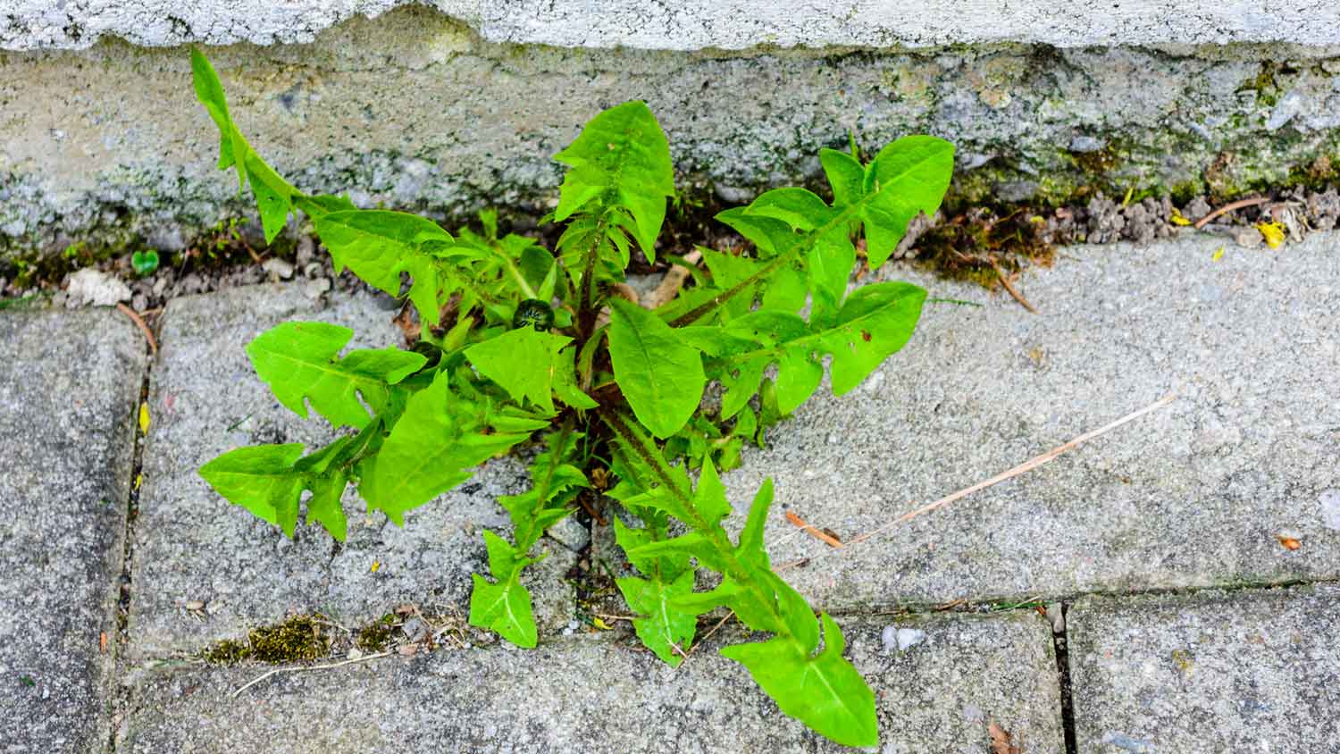 Large dandelion growing in between paving stones
