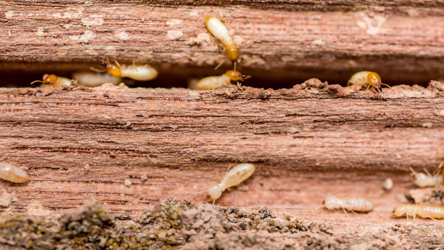 Termites eating wood board