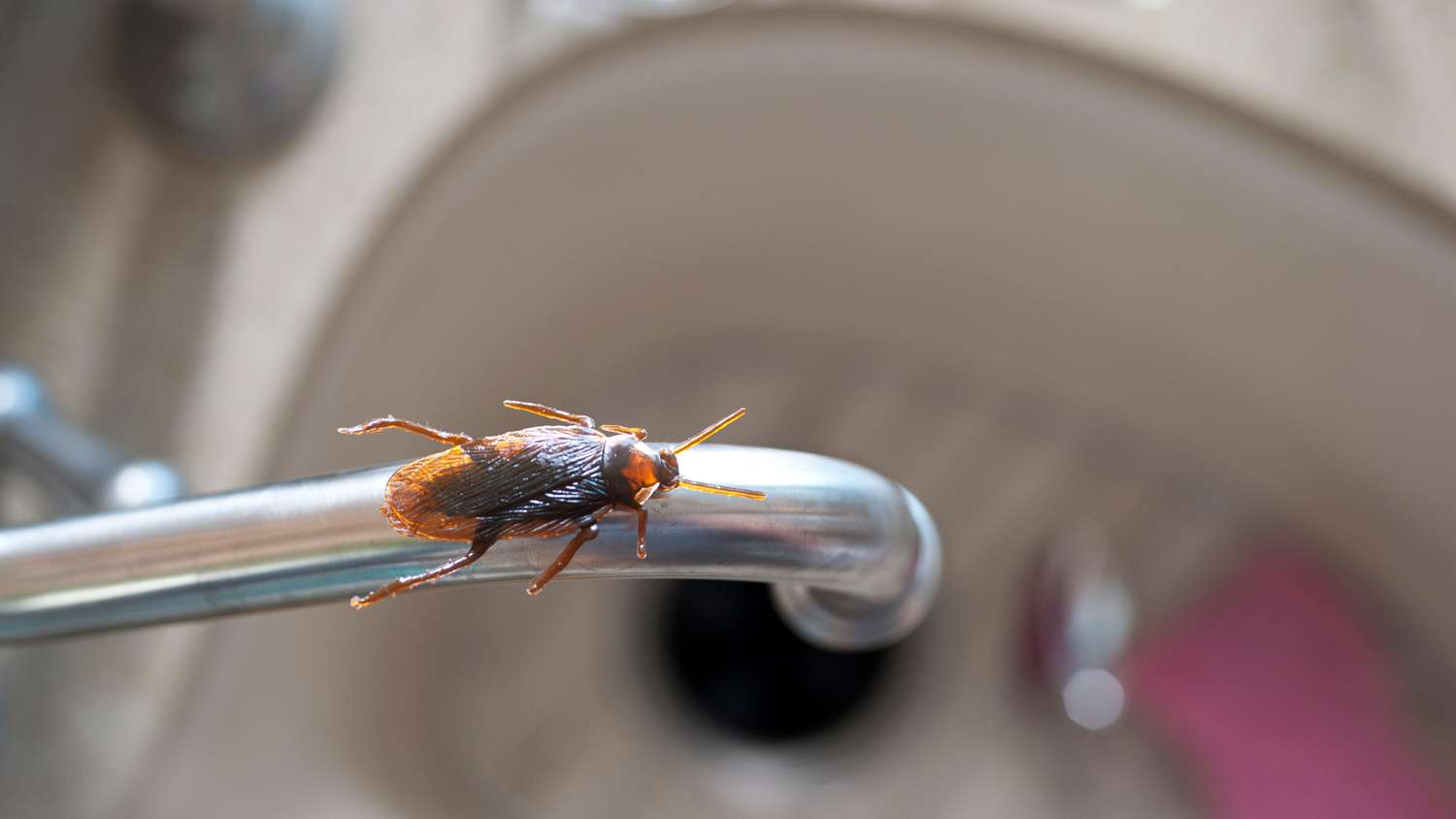 Roach on kitchen sink