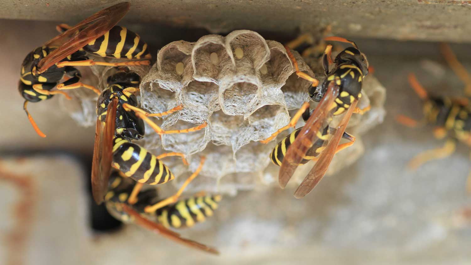 Wasps on comb