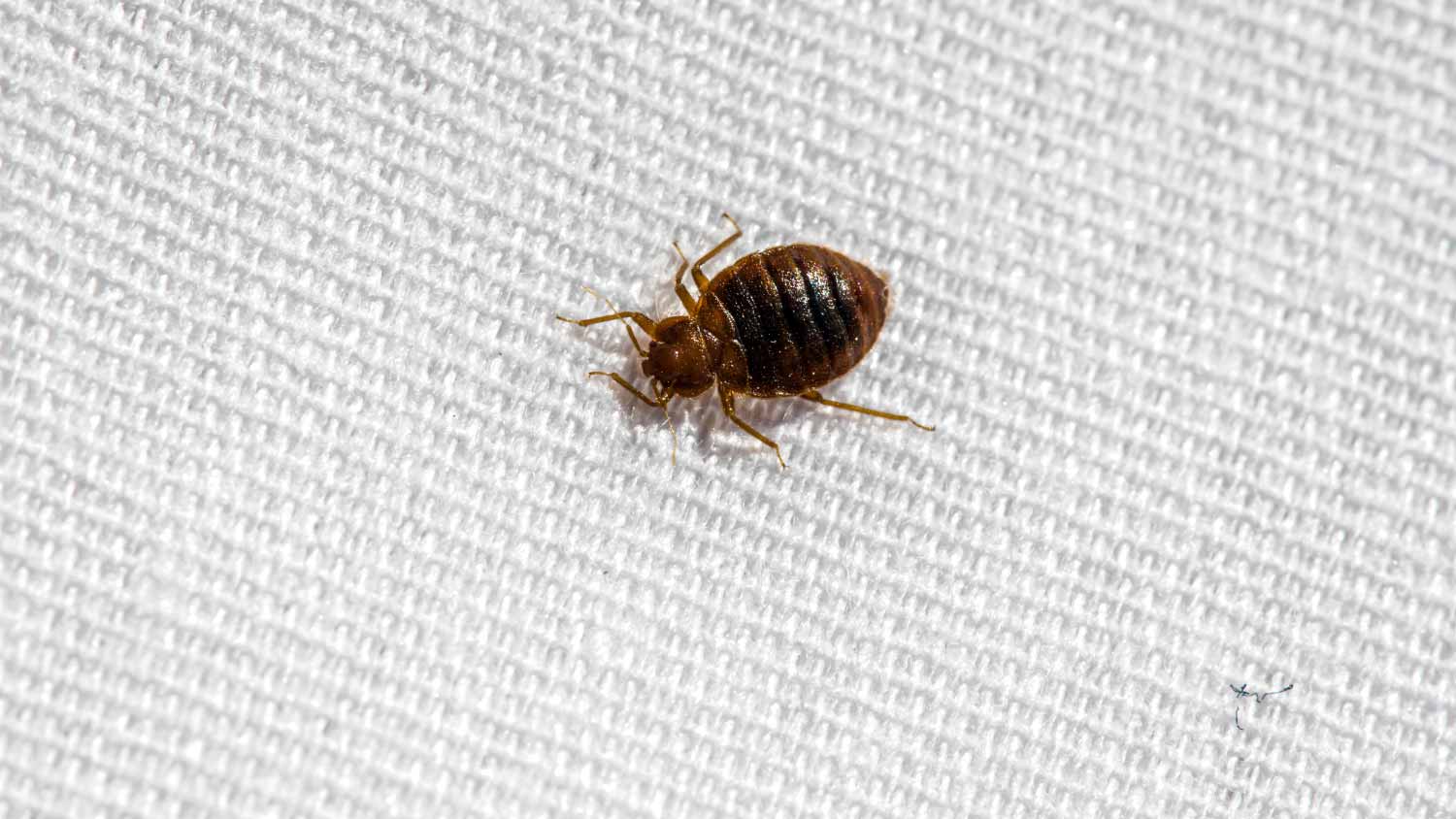 Close up of a bed bug