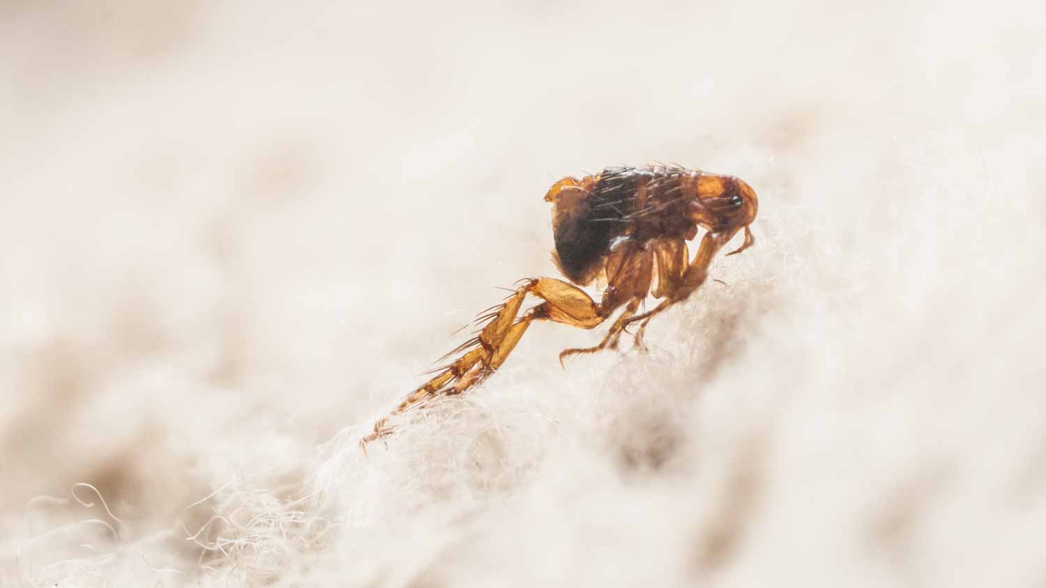 Dog flea on white fur