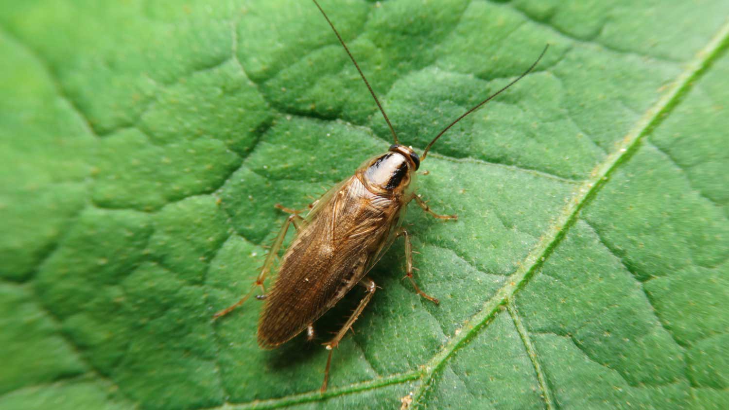 Close up german cockroach