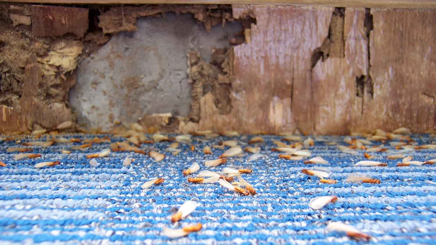 Termites on blue carpet and damaged baseboard in the background