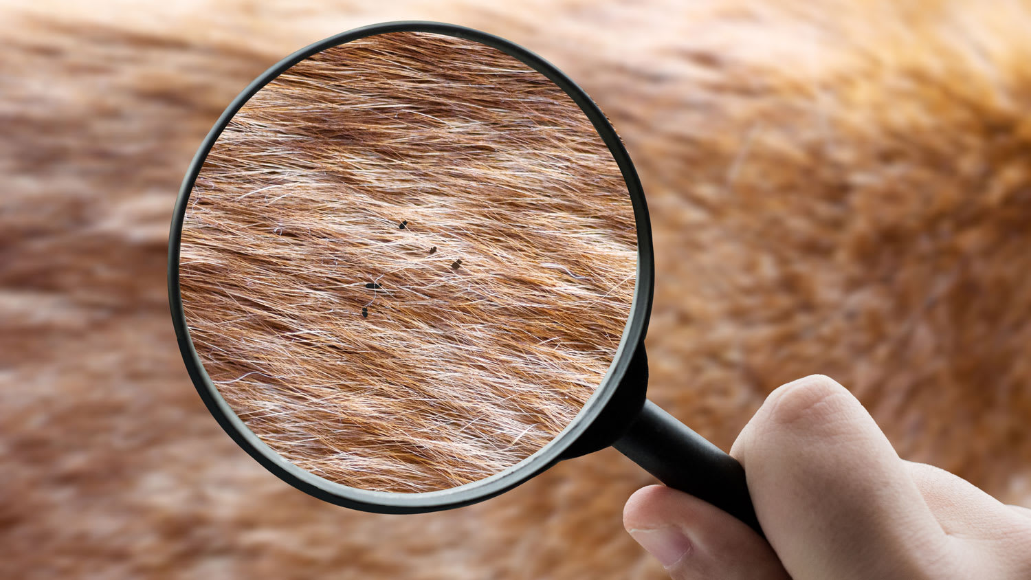 Detail of animal fur with fleas