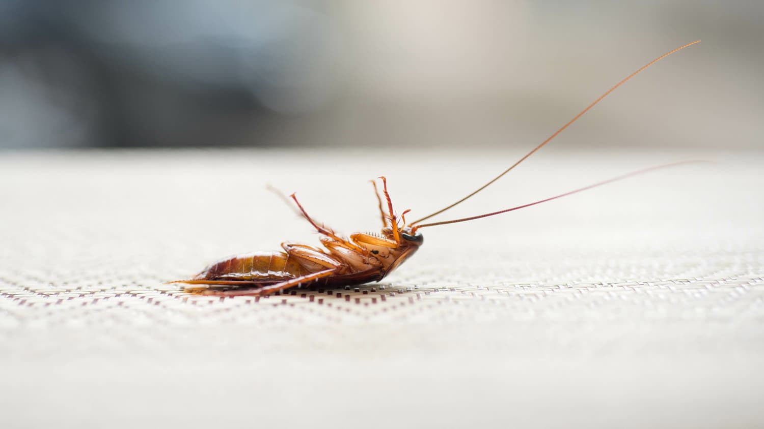 close up of dead roach