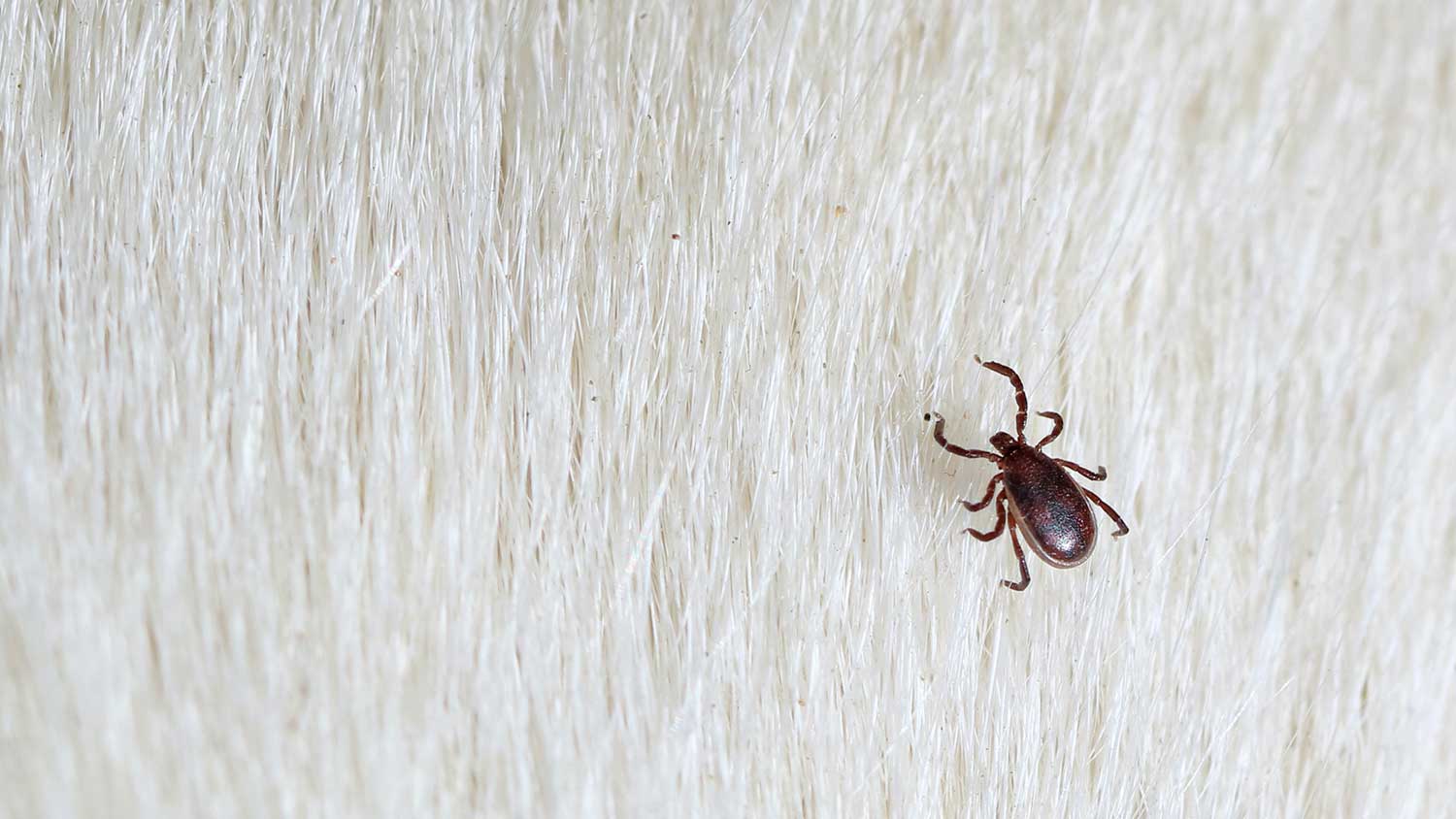 Closeup of a tick on dog fur