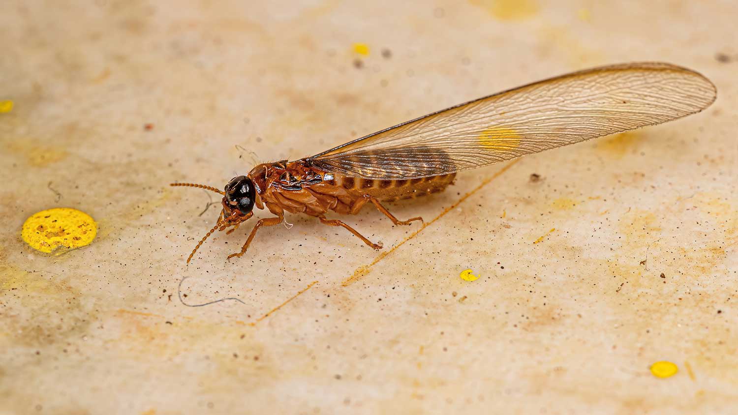 Closeup of an adult winged termite on the floor