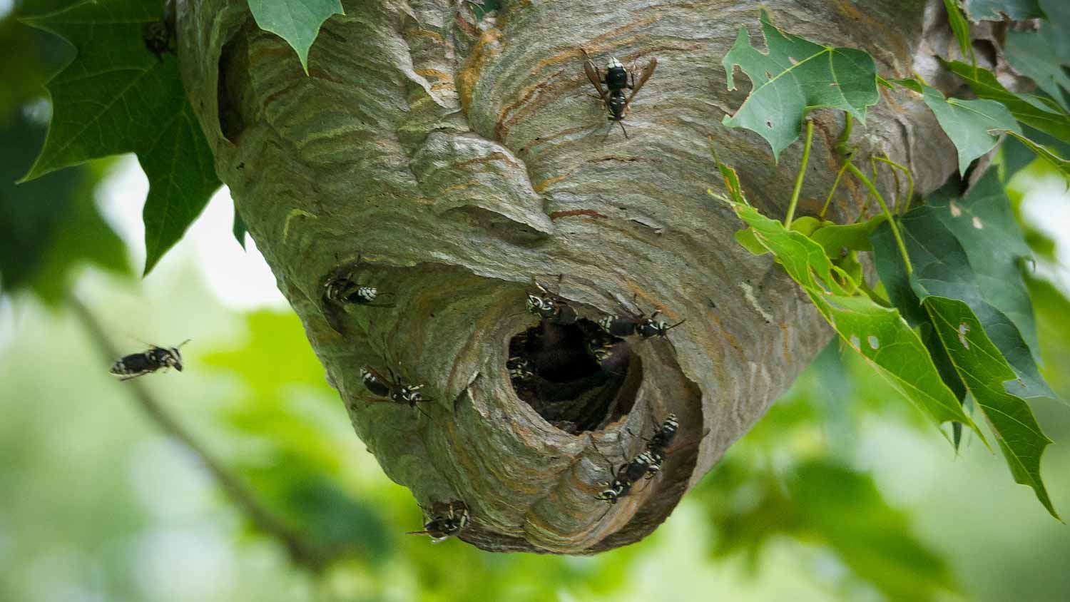 Close-up of a wasp nest