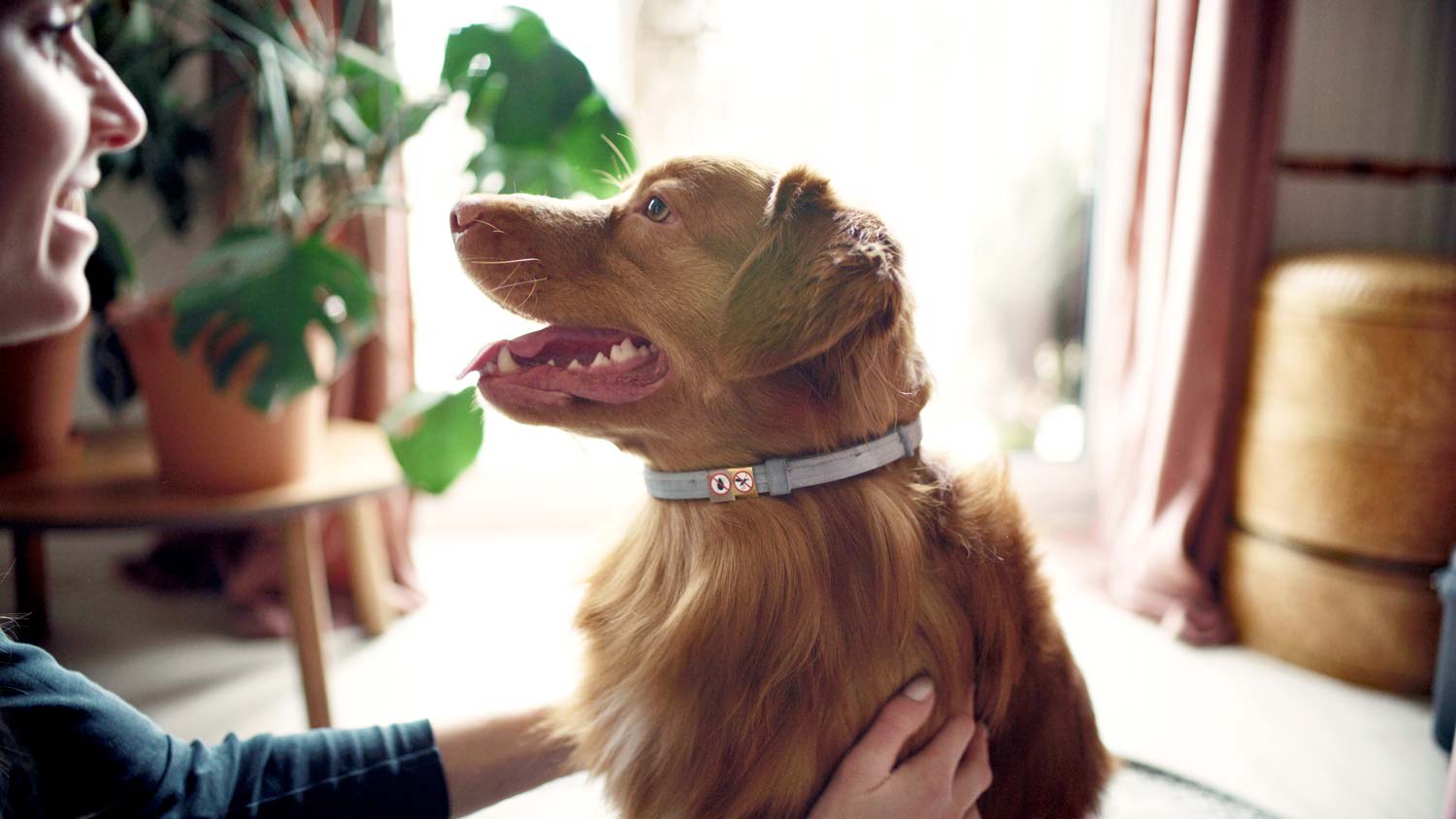 A dog wearing a gray collar against fleas and ticks