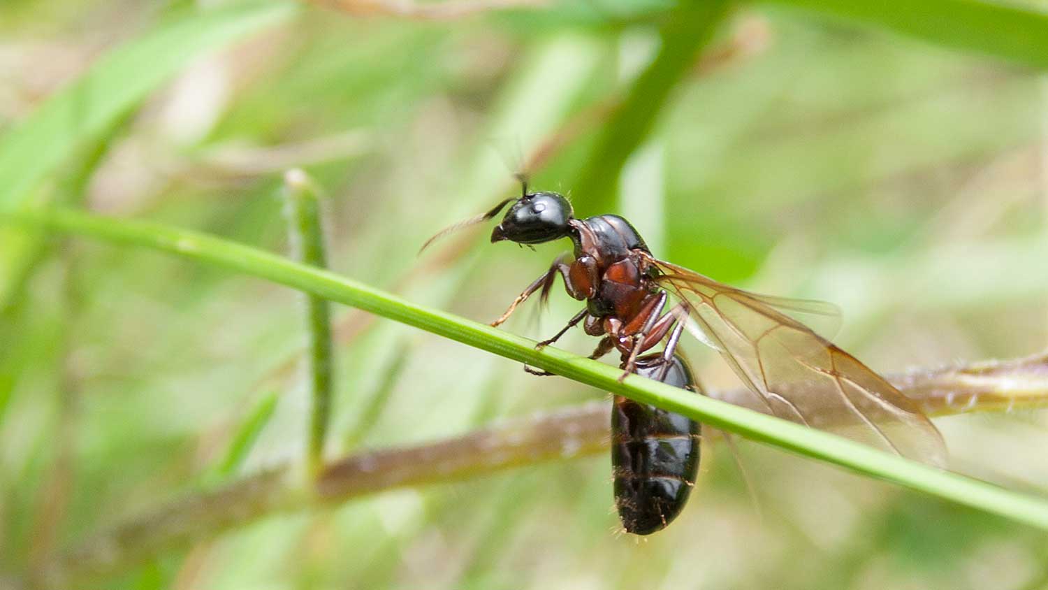 Flying carpenter ant perched on the grass