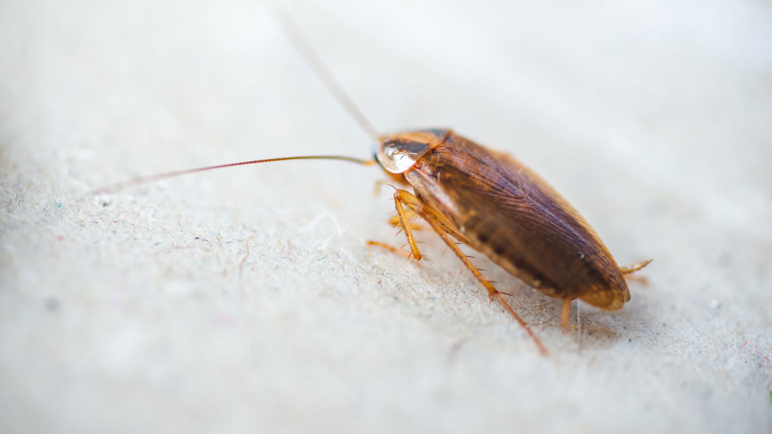 close up of brown roach