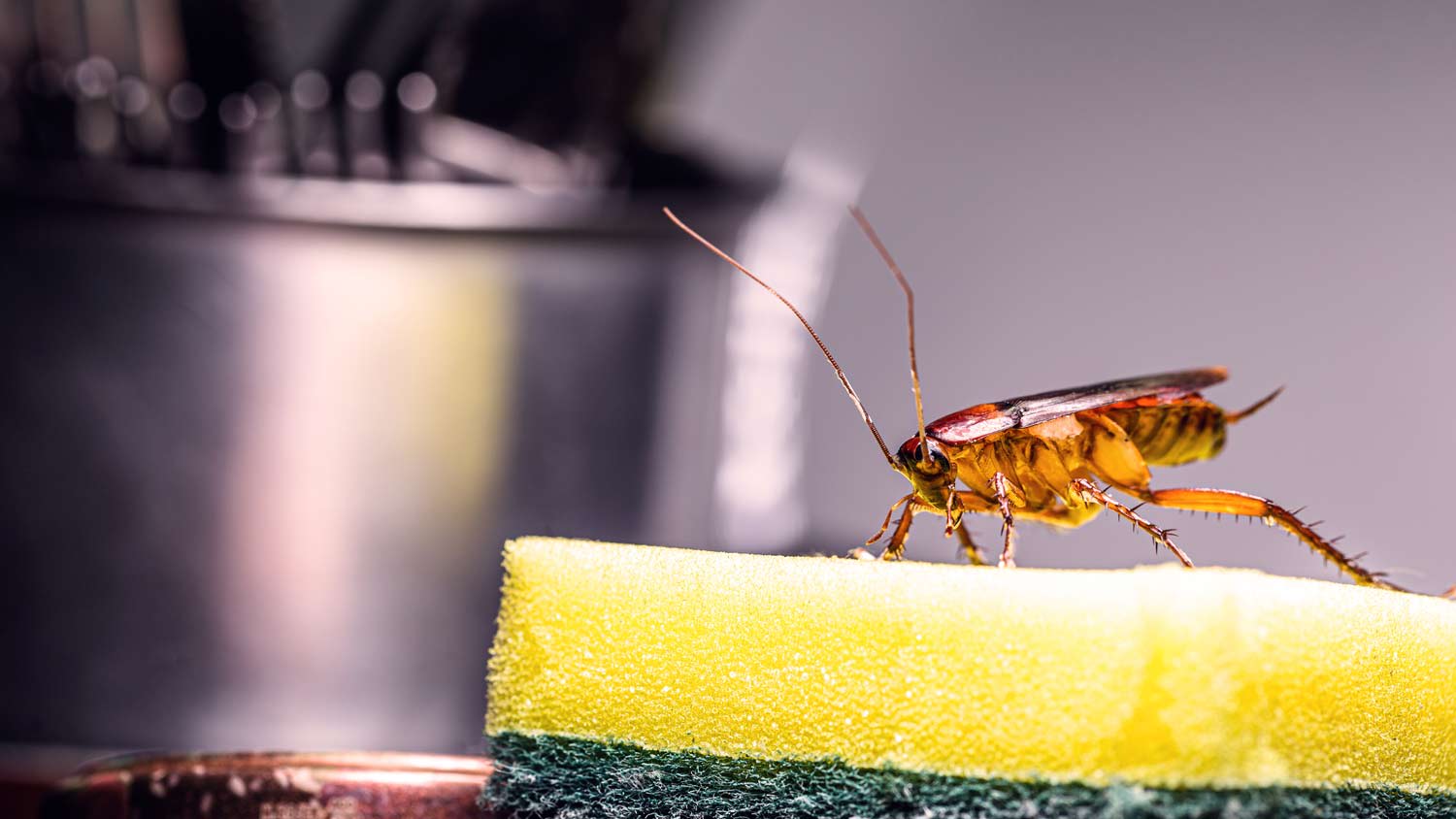 roach walking on dish sponge in kitchen