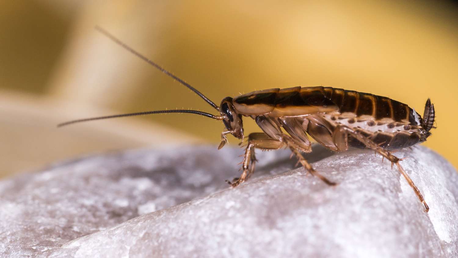 Cockroach sitting on rock