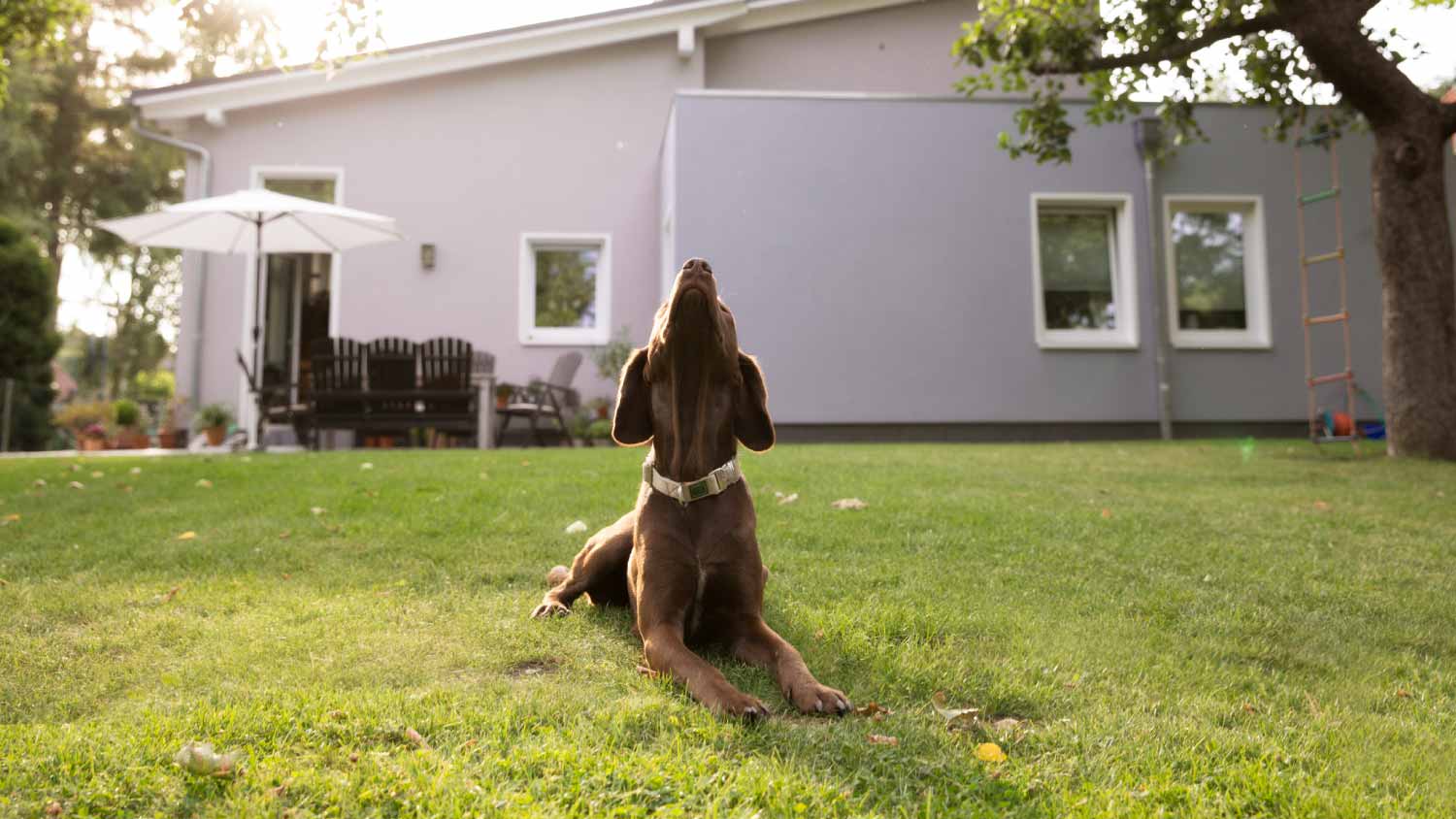 Dog lying on lawn