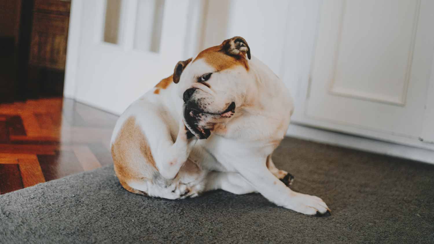 Dog scratching at home
