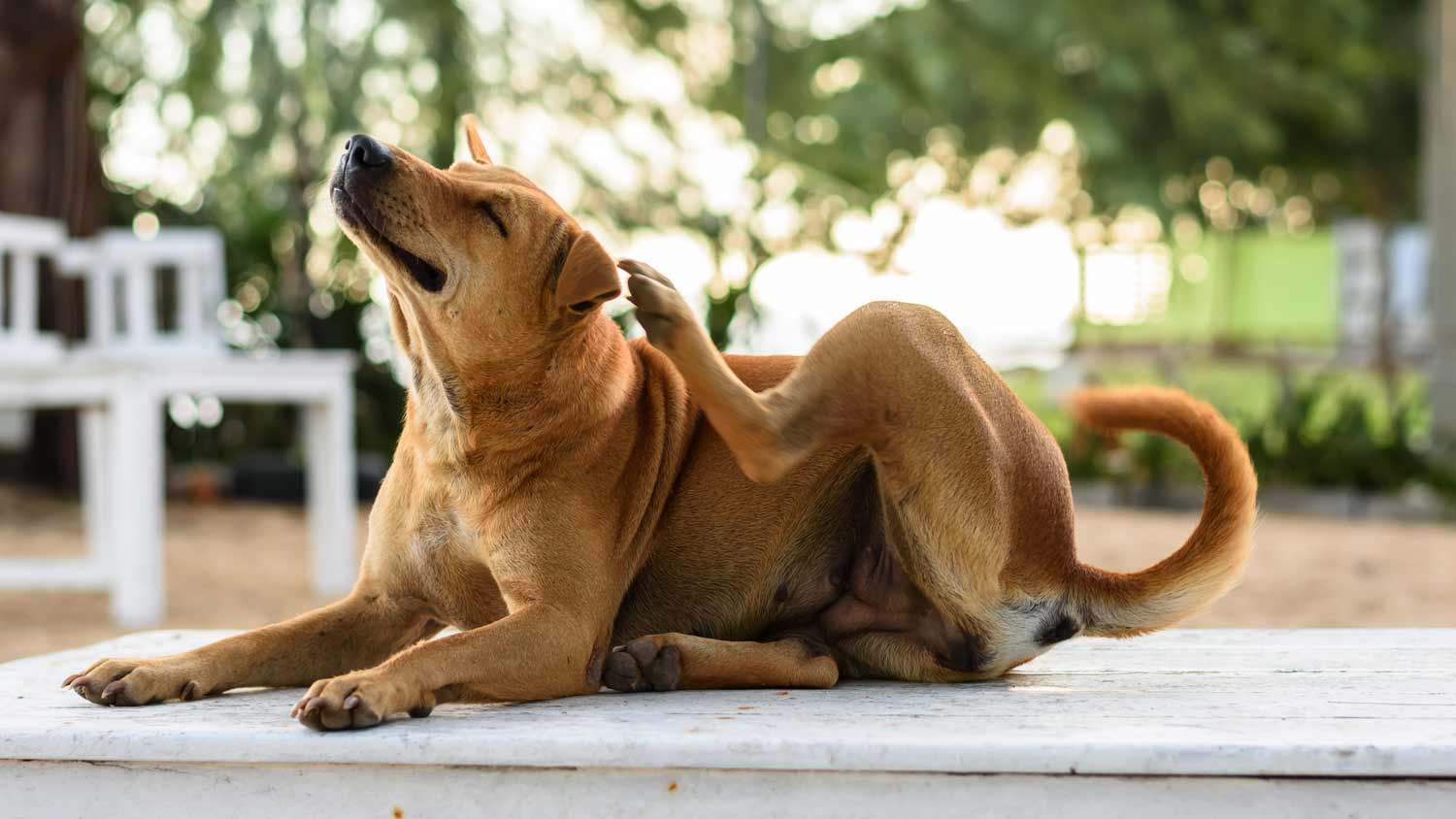 big brown dog scratching in the yard