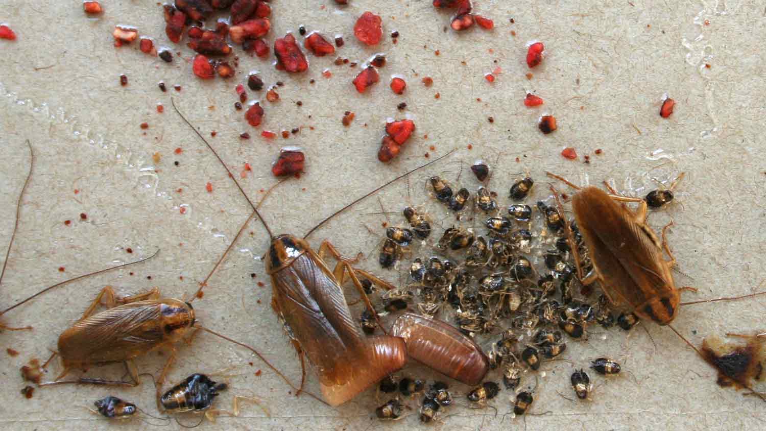 a dozen roaches and their eggs