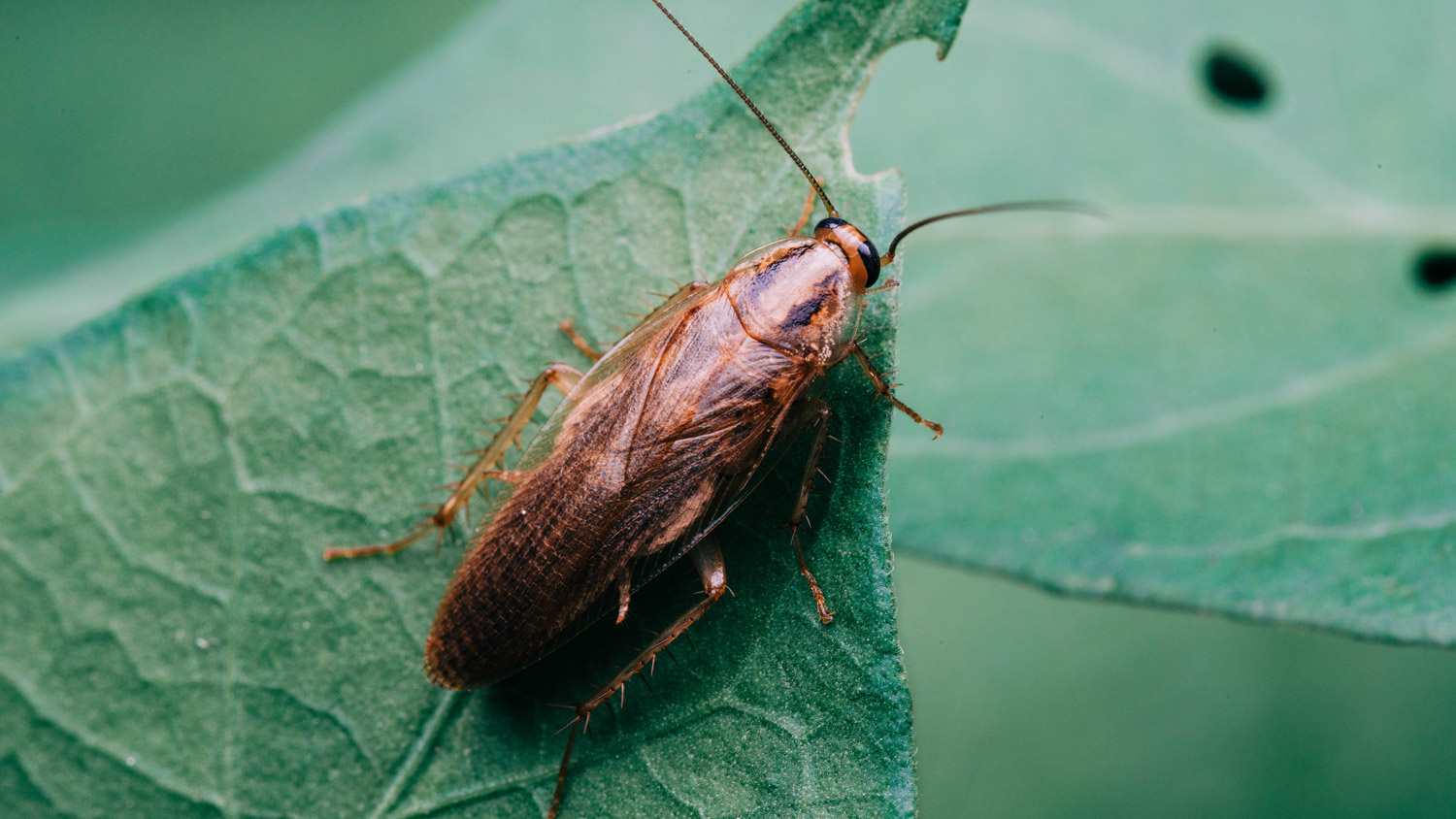 Cockroach sitting on leaf