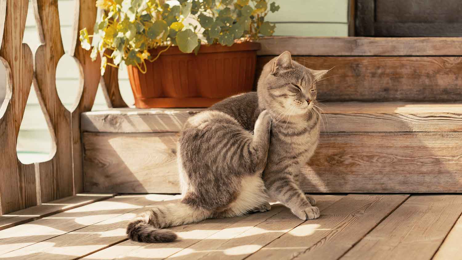 Cat scratching its neck on the porch
