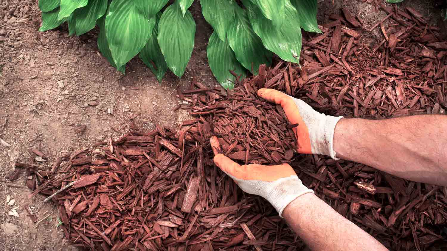 man spreading cedar mulch in yard