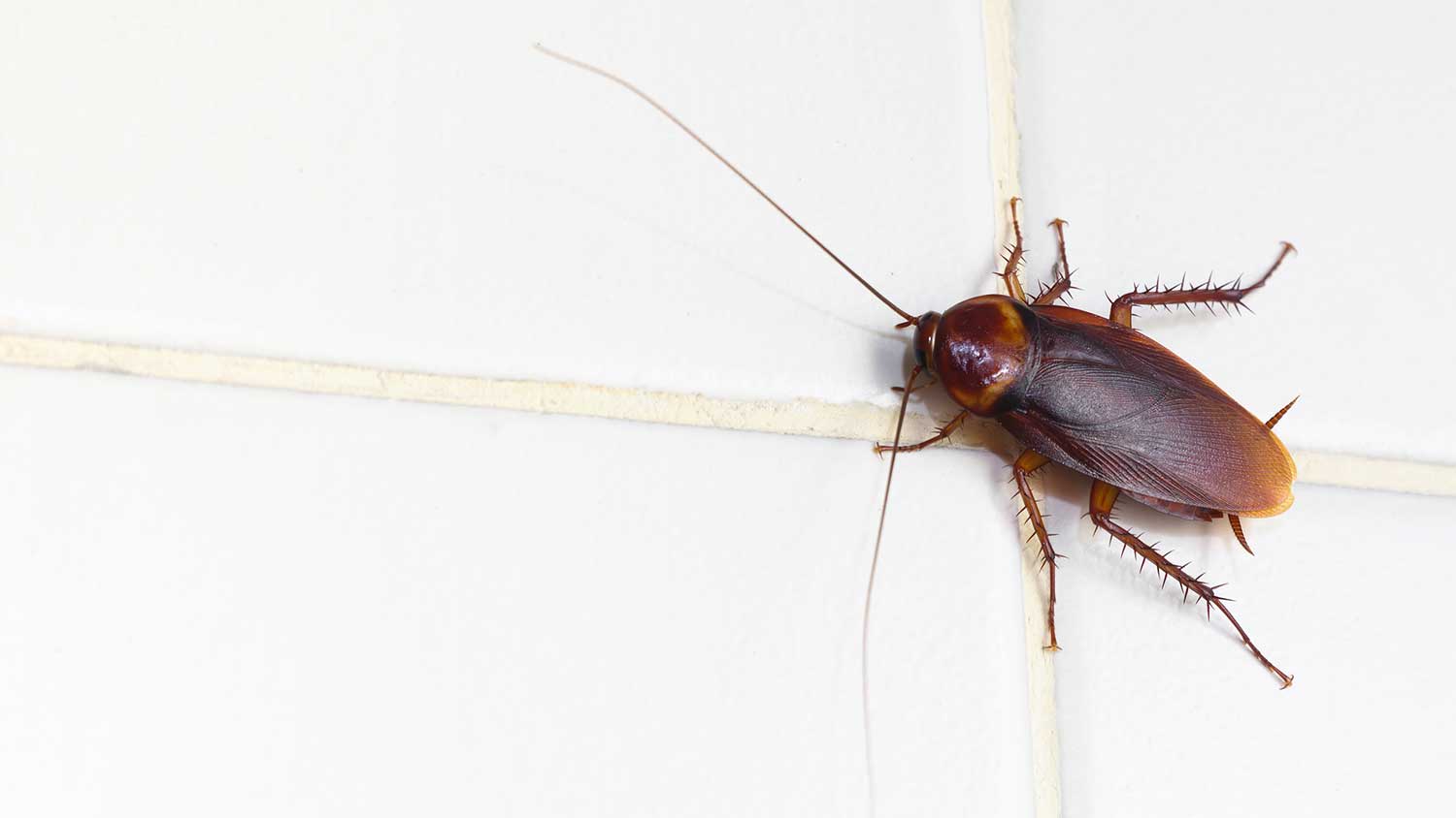 Cockroach on a white tile wall