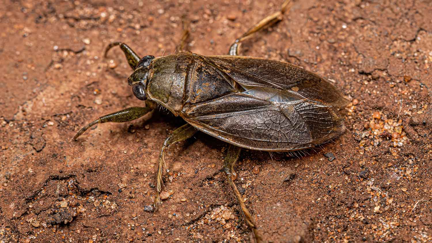 Giant water bug on the dirt