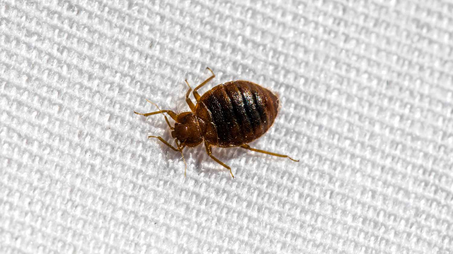 close up of bed bug on white mattress